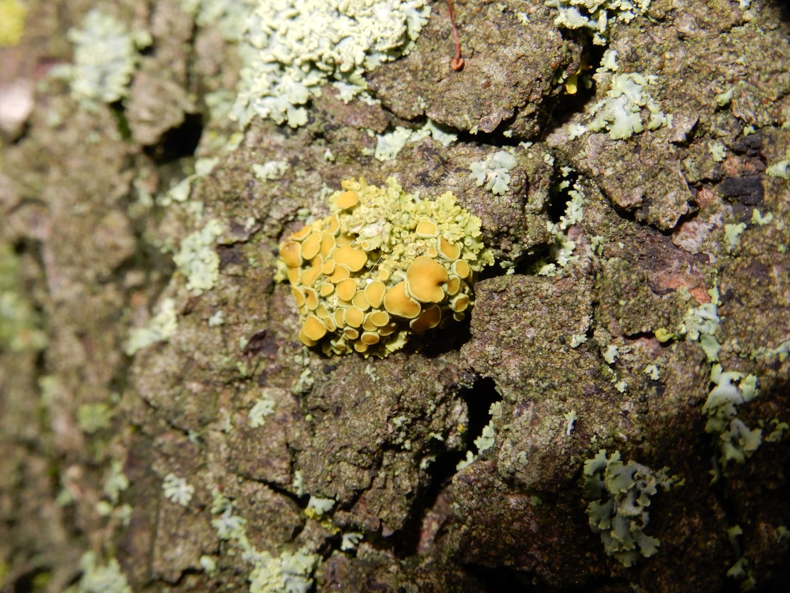 wrk028/SD013_Pfarrlinde Rabenau am Weg nach Poisen_Stamm_Flechte_mpolycarpa  (2021/12)