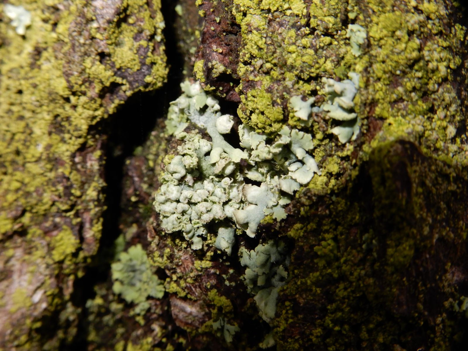 wrk028/SD013_Pfarrlinde Rabenau am Weg nach Poisen_Stamm_Flechte_Physica  (2021/12)