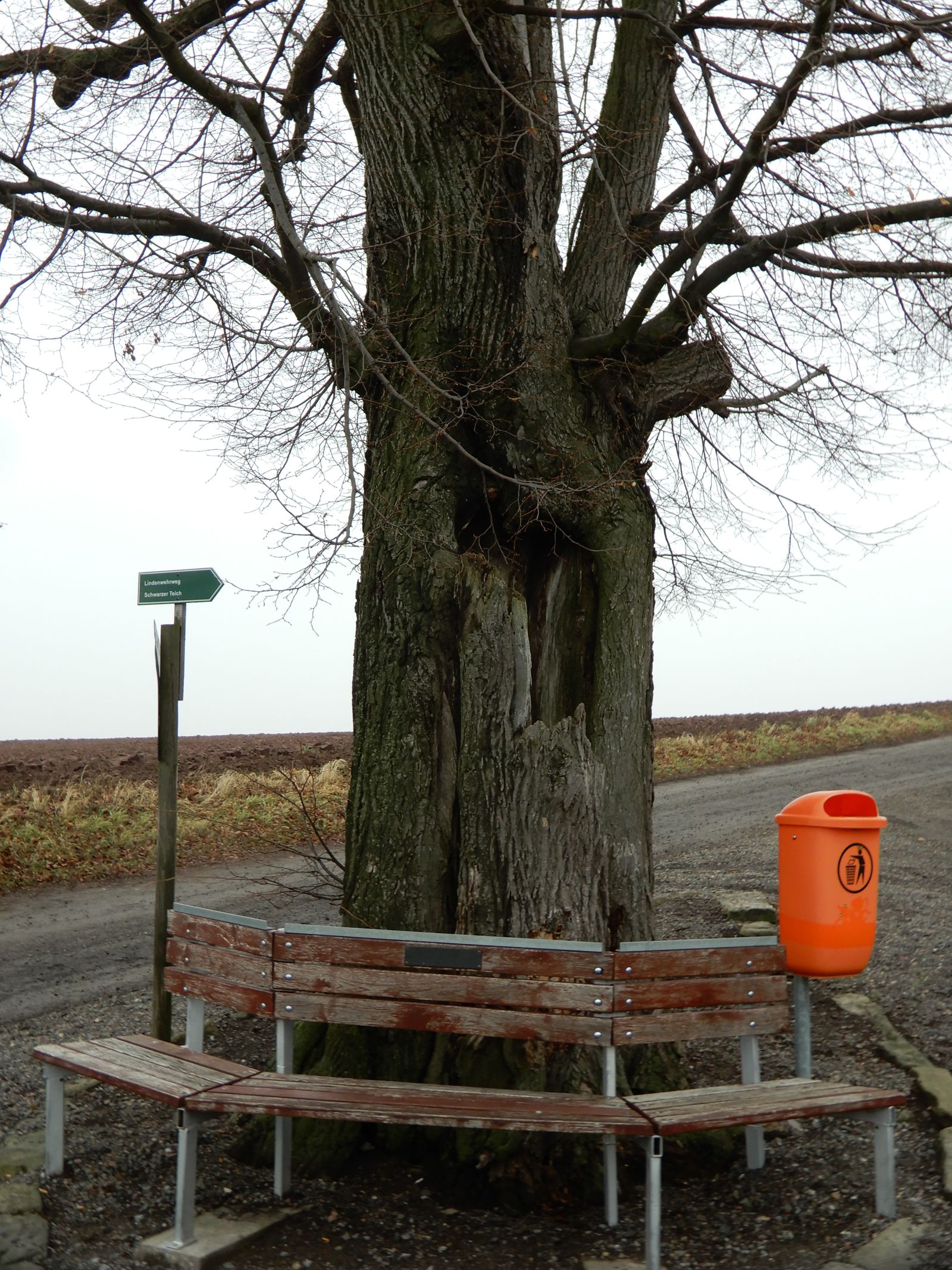 wrk028/SD013_Pfarrlinde Rabenau am Weg nach Poisen_Stamm_E  (2021/12)