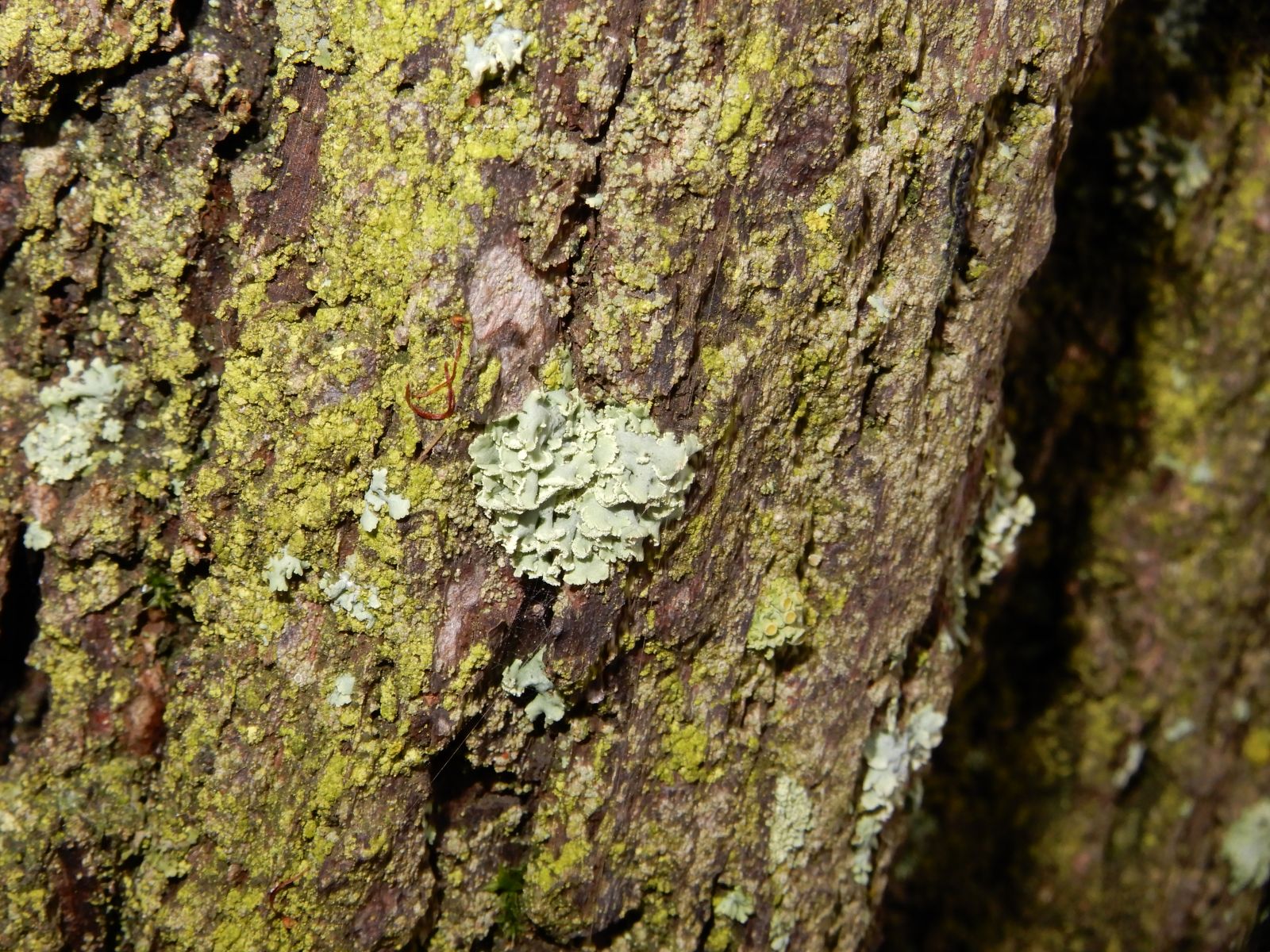wrk028/SD013_Pfarrlinde Rabenau am Weg nach Poisen_Stamm_Flechte  (2021/12)
