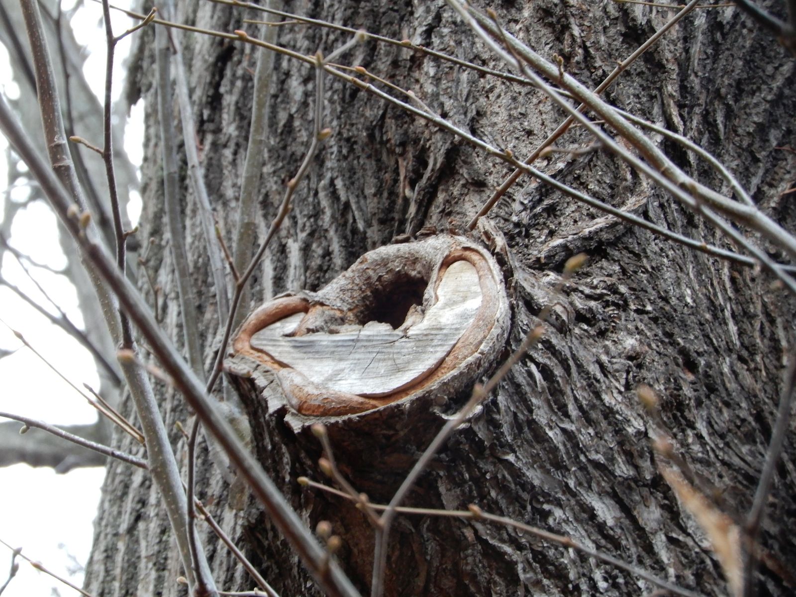wrk104/SD018_Drei Winterlinden vor dem Cotta-Platz südlich Rabenau (1)_Astloch (2021/12)