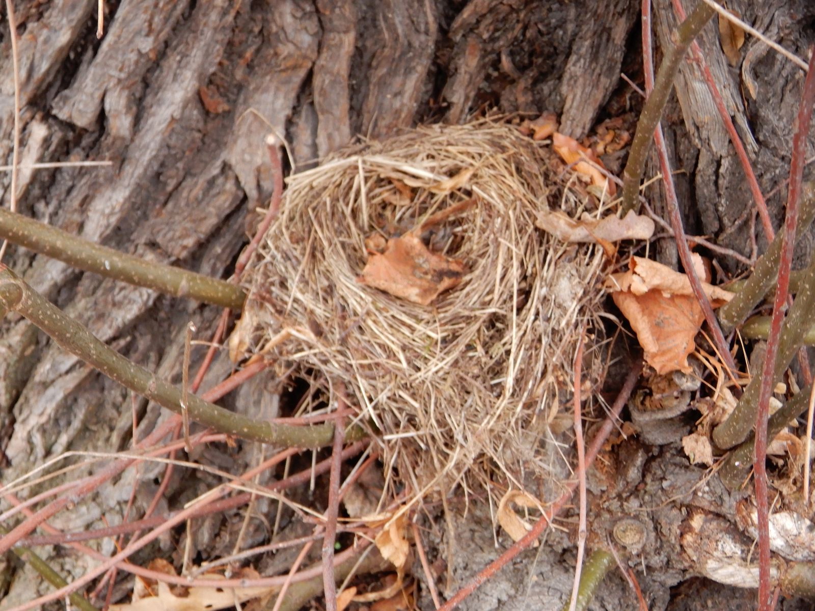 wrk104/SD018_Drei Winterlinden vor dem Cotta-Platz südlich Rabenau (1) (2021/12)