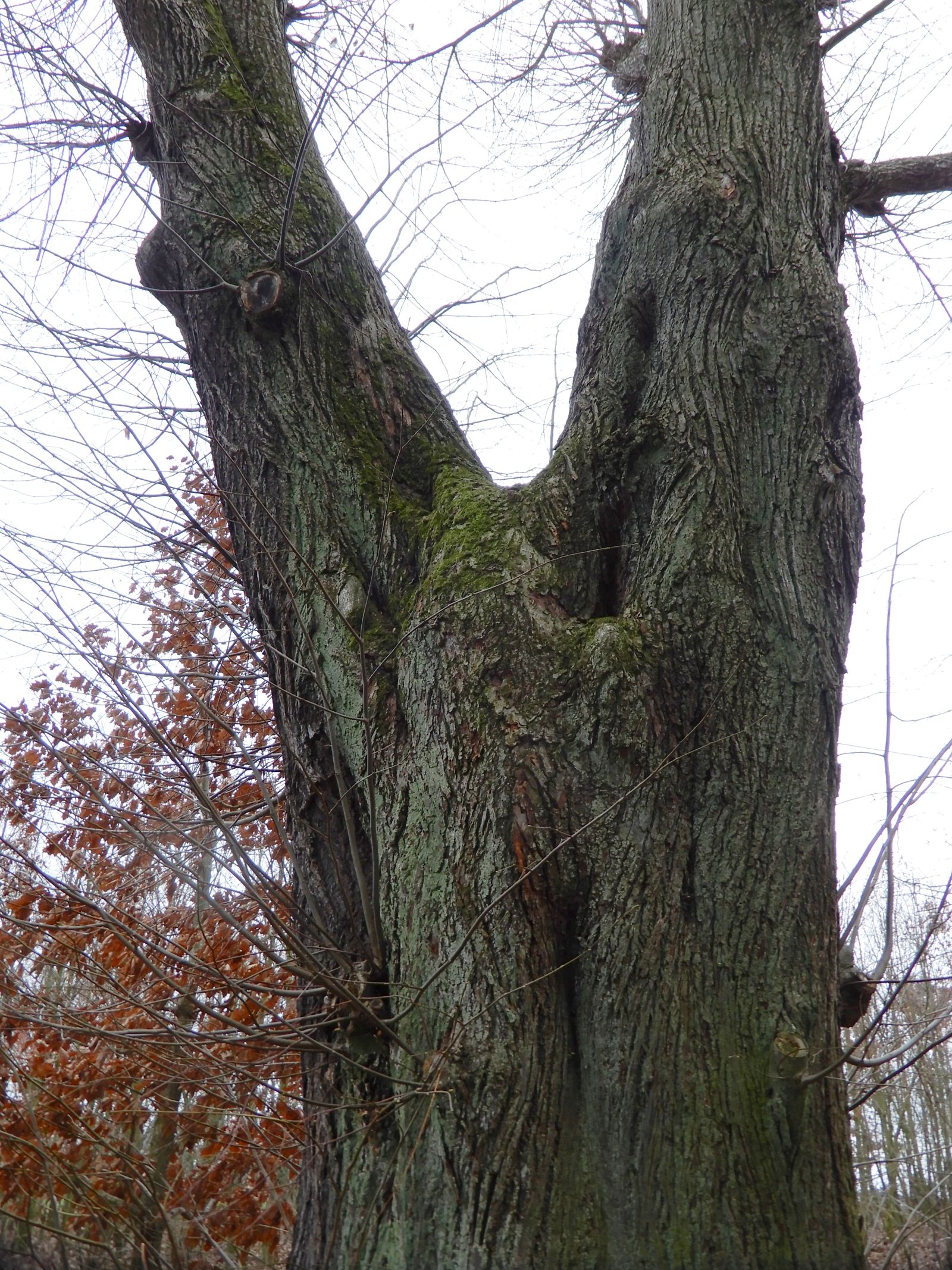 wrk104/SD018_Drei Winterlinden vor dem Cotta-Platz südlich Rabenau (1) (2021/12)