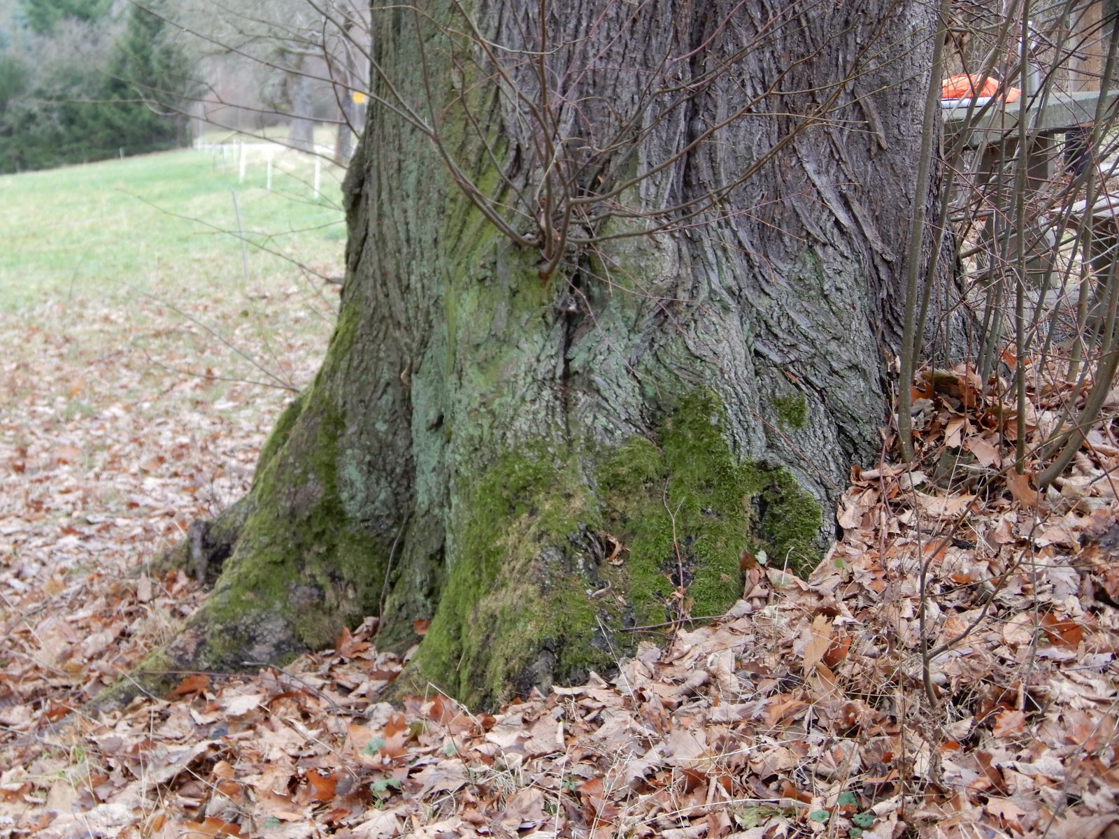 wrk104/SD018_Drei Winterlinden vor dem Cotta-Platz südlich Rabenau (1)_Stammfuß (2021/12)