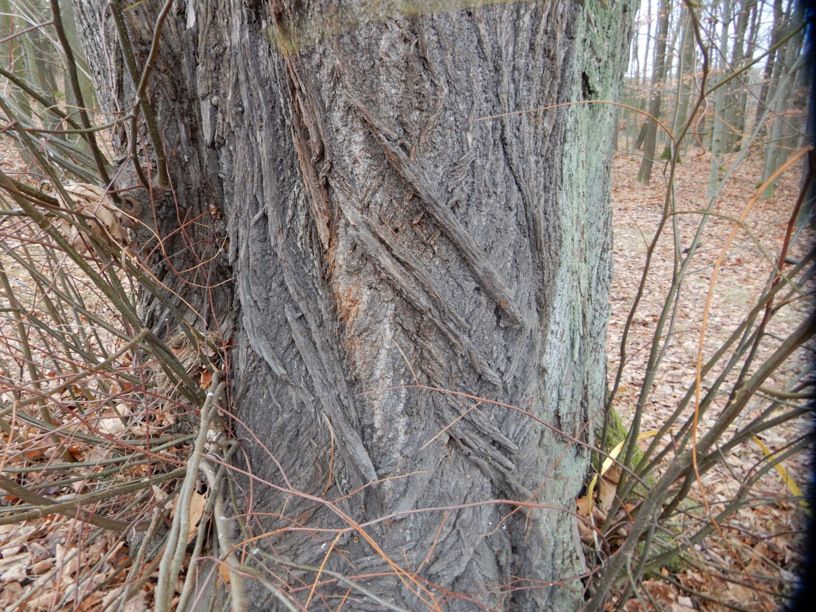 wrk104/SD018_Drei Winterlinden vor dem Cotta-Platz südlich Rabenau (1)_Stamm (2021/12)