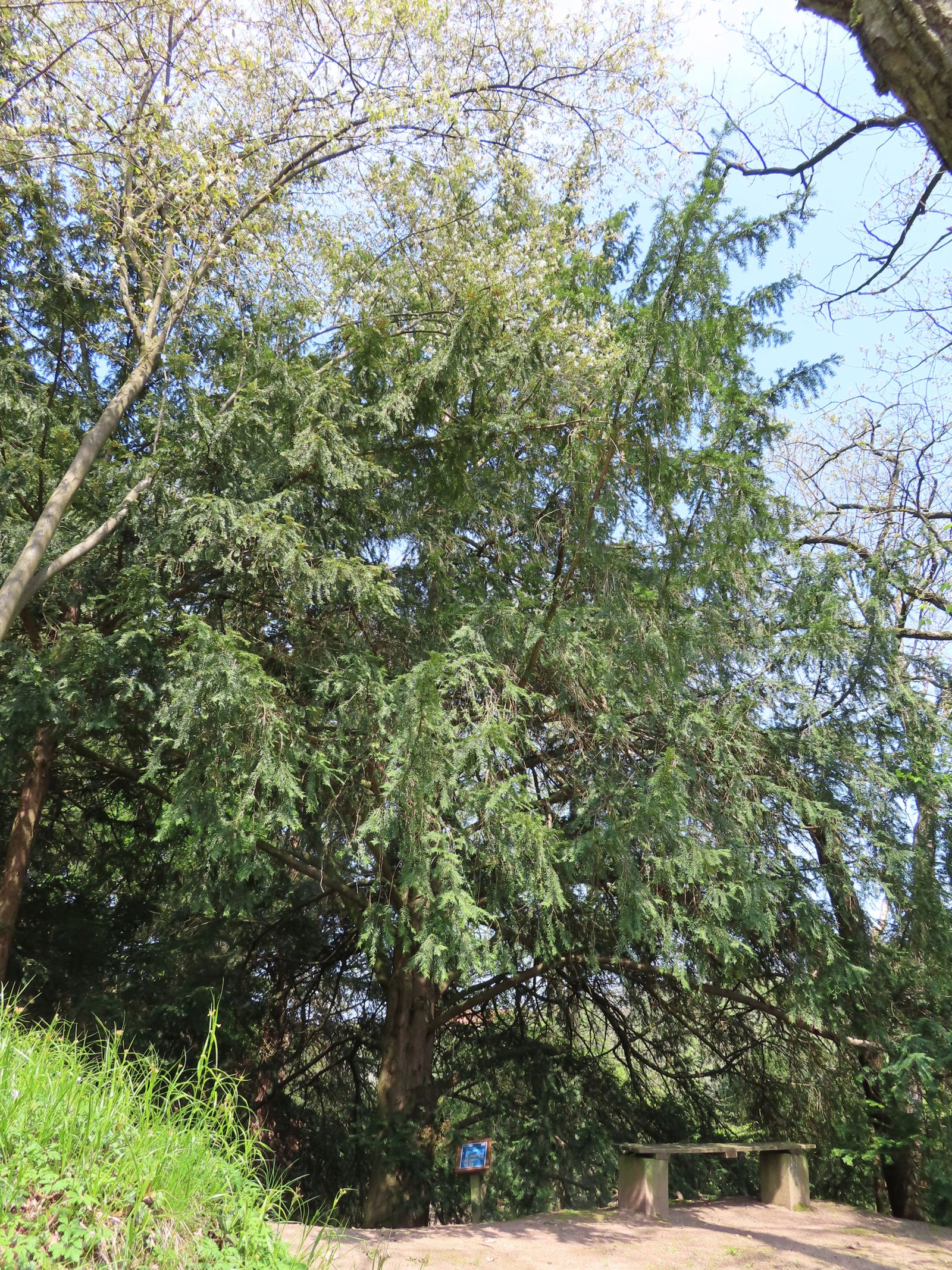 SD022_Eibe im Forstbotanischen Garten Tharandt (05/2022)