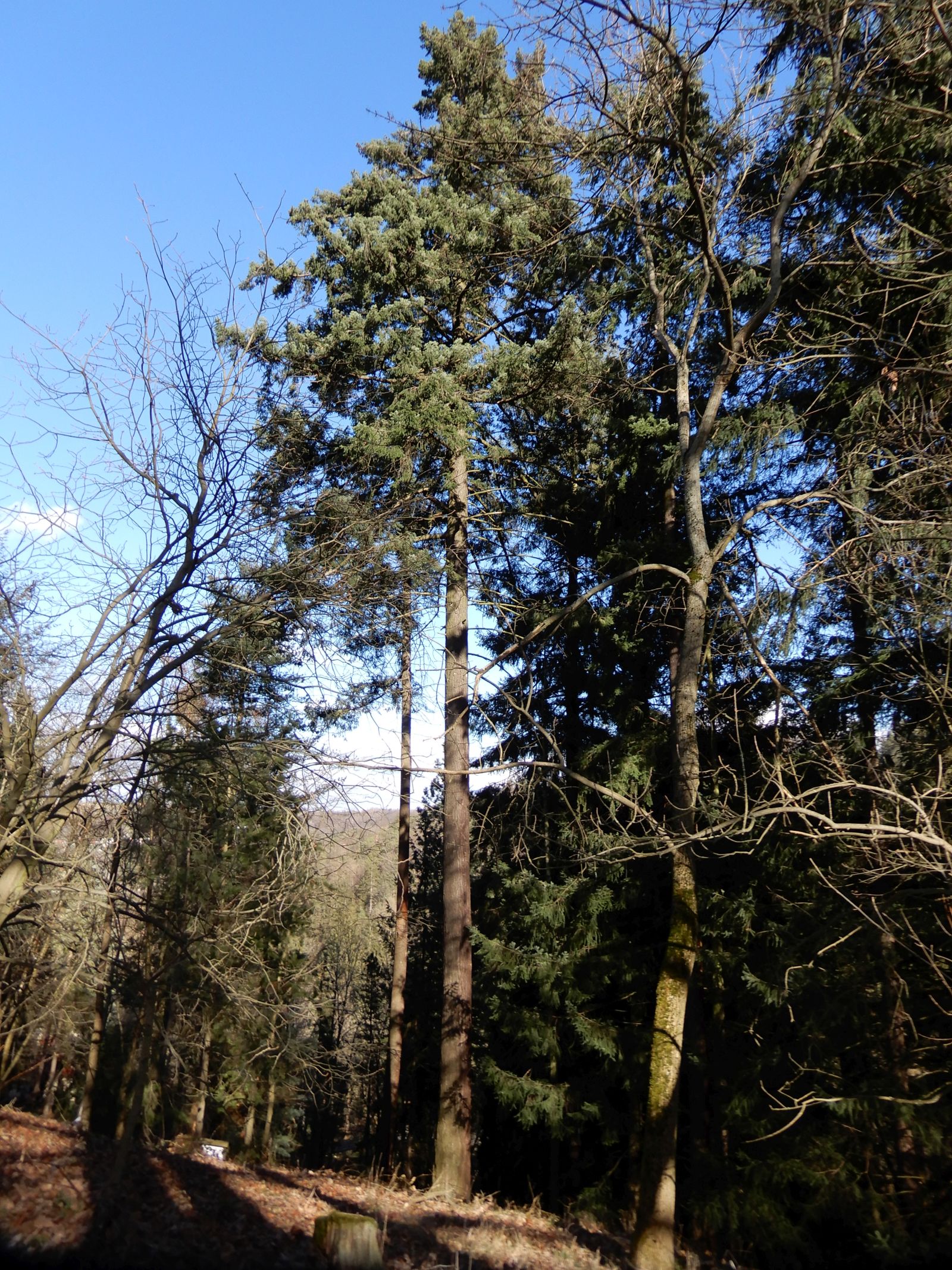 SD025_Douglasie im Forstbotanischen Garten (02/2022)