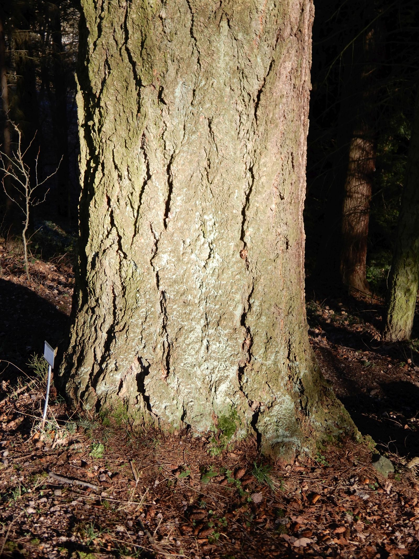 SD025_Douglasie im Forstbotanischen Garten_Stamm (02/2022)