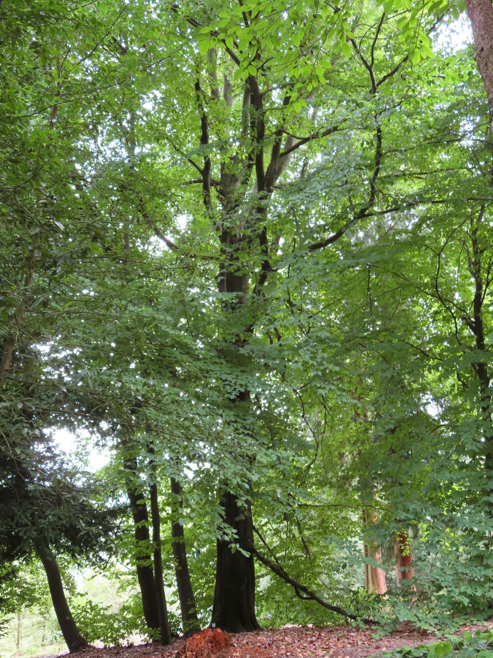 SD027_Sommeraspekt der Orient-Buche im Forstbotanischen Garten (2022)
