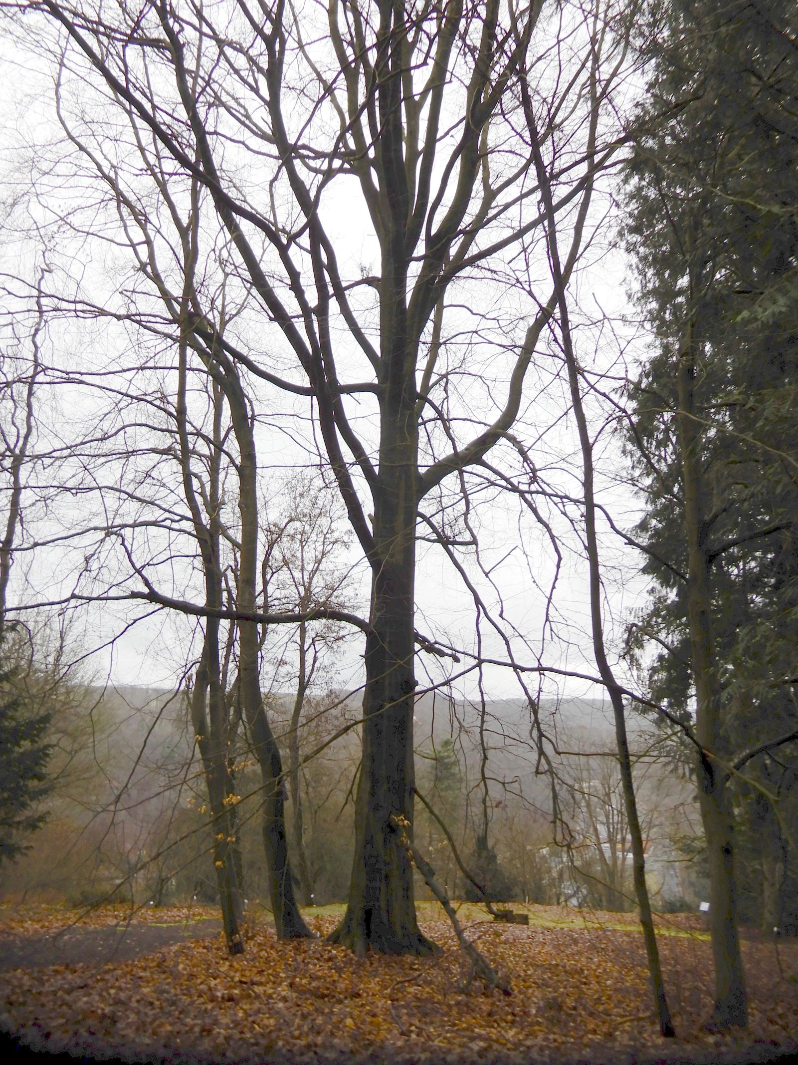 SD027_Winteraspekt der Orient-Buche im Forstbotanischen Garten (2022)