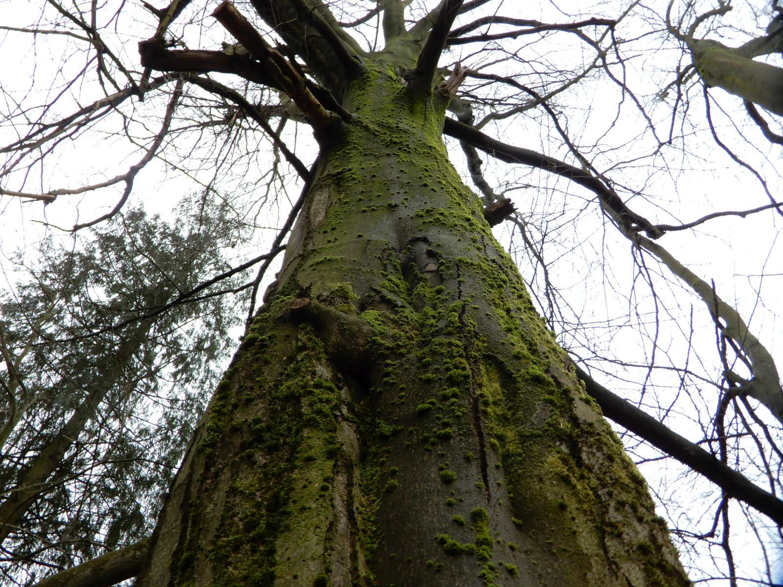 SD027_Stamm der Orient-Buche im Forstbotanischen Garten (2022)