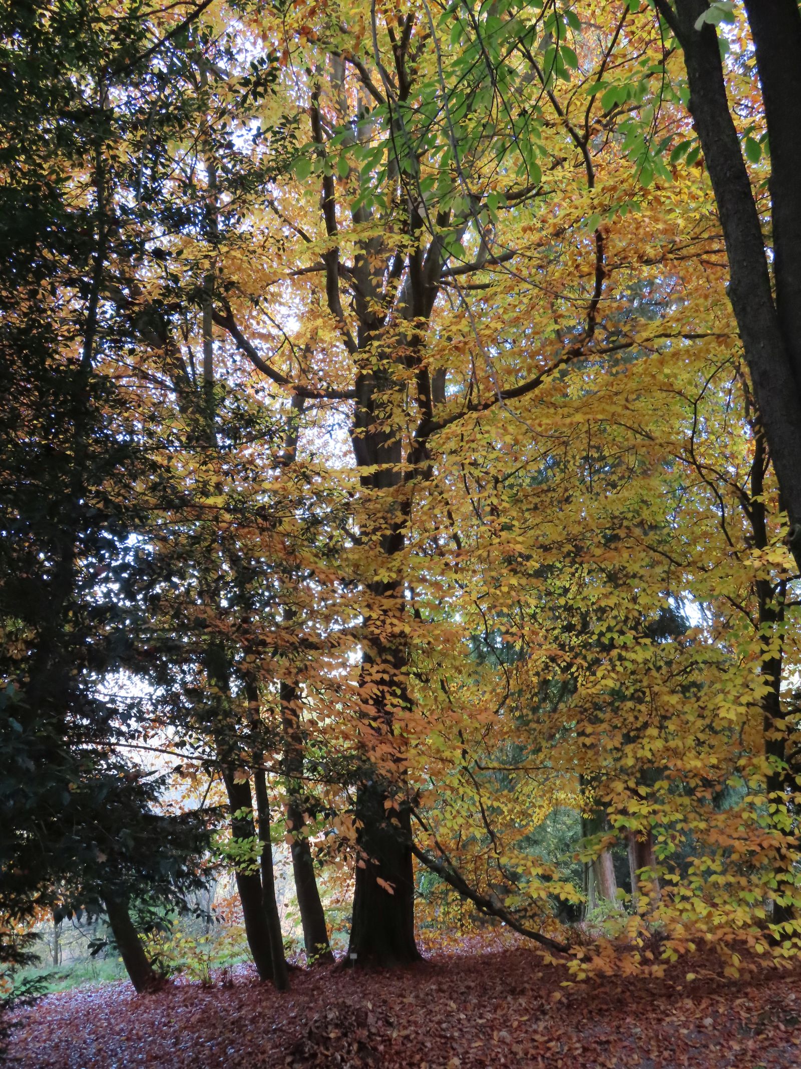 SD027_Herbstaspekt der Orient-Buche im Forstbotanischen Garten (2022)