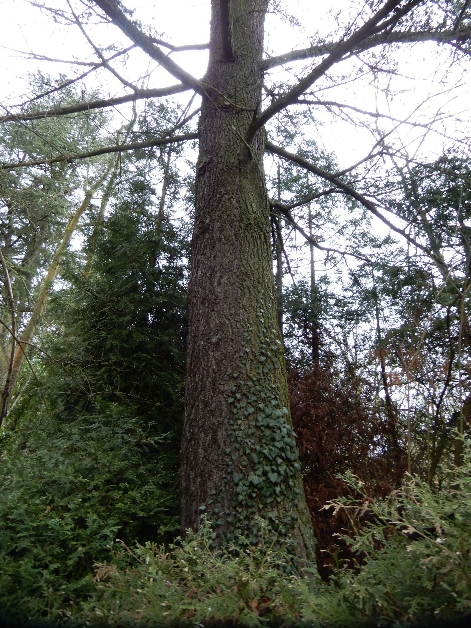 SD029_Libanon-Zeder im Forstbotanischen Garten_Stamm