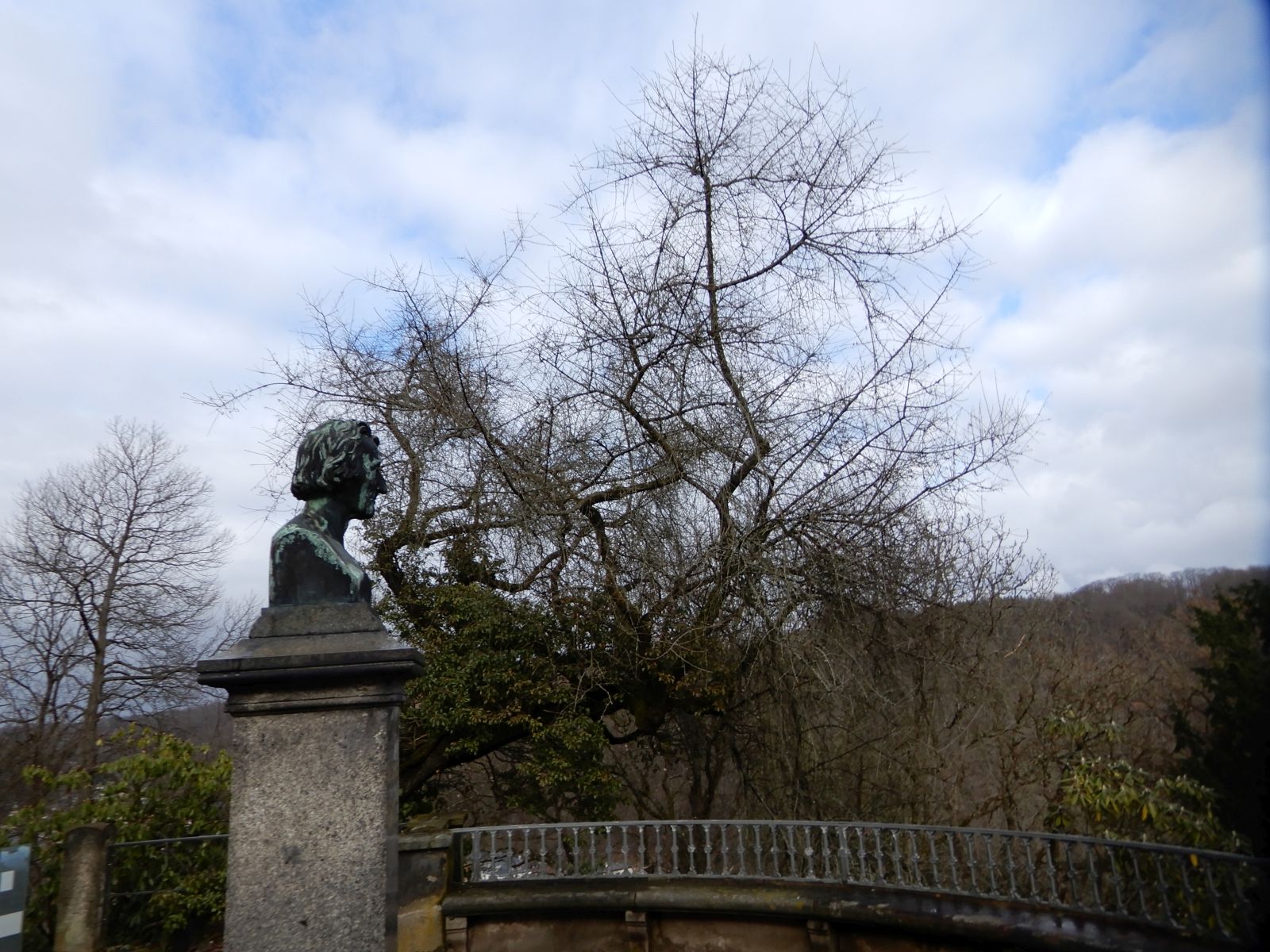 SD031_Wintersaspekt Steinweichsel am Cottaplatz im Forstbotanischen Garten (2022)