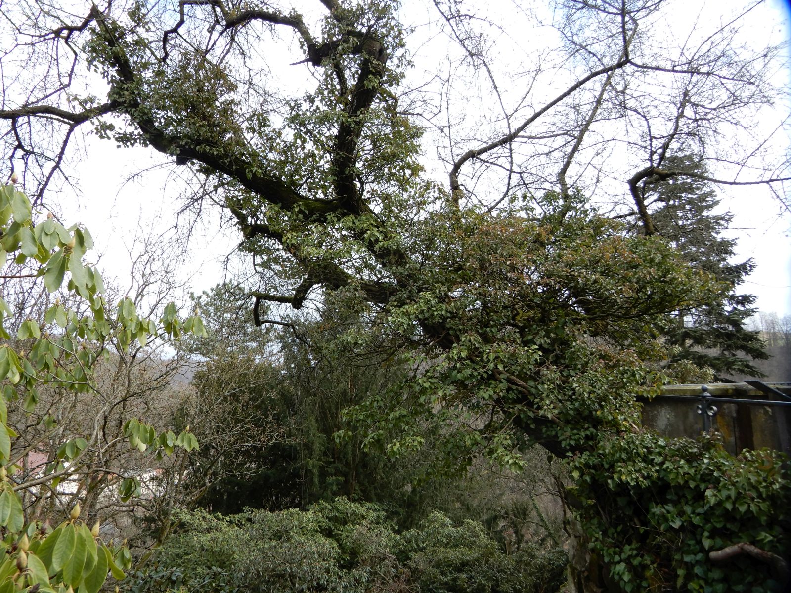SD031_Efeubewuchs Steinweichsel am Cottaplatz im Forstbotanischen Garten (2022)