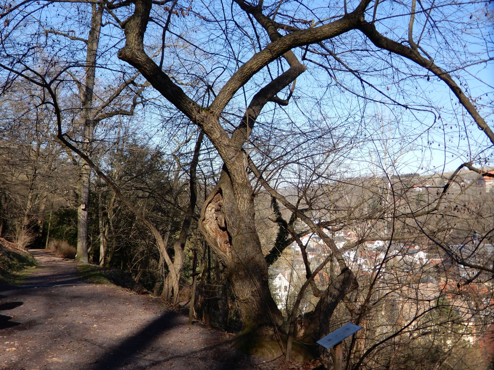 SD037_Herbstaspekt des Schneeglöckchenbaums im Forstbotanischen Garten (05/2022)