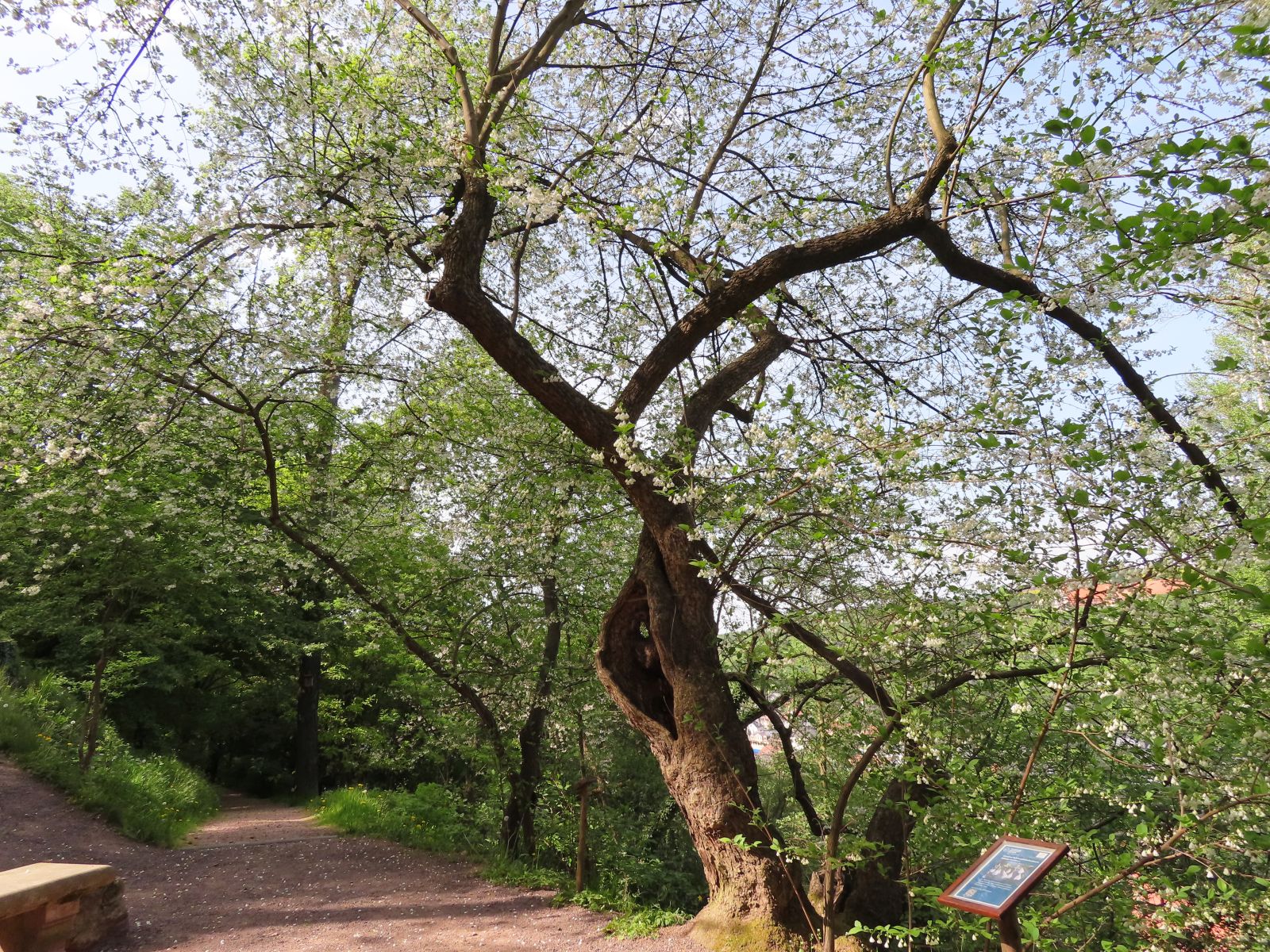 SD037_Blühender Schneeglöckchenbaum (05/2022)