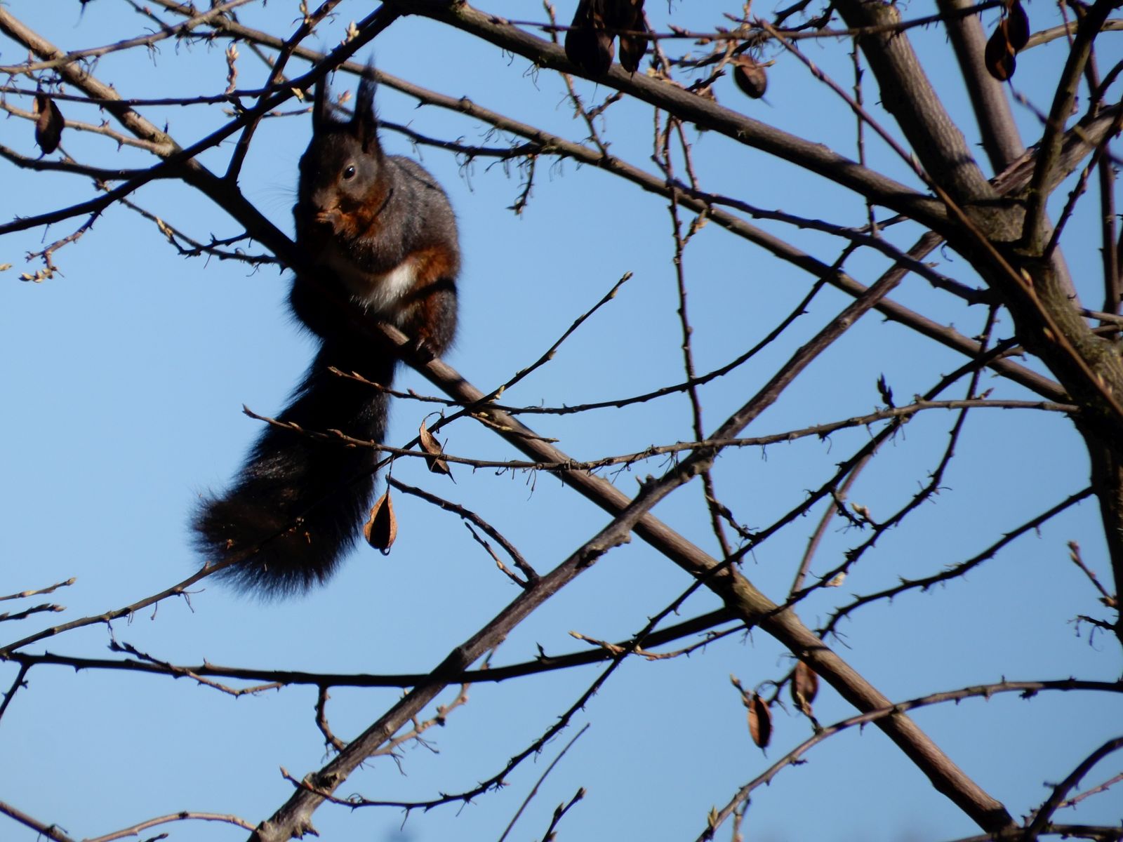 SD037_Eichhörnchen im Schneeglöckchenbaums im Forstbotanischen Garten (05/2022)
