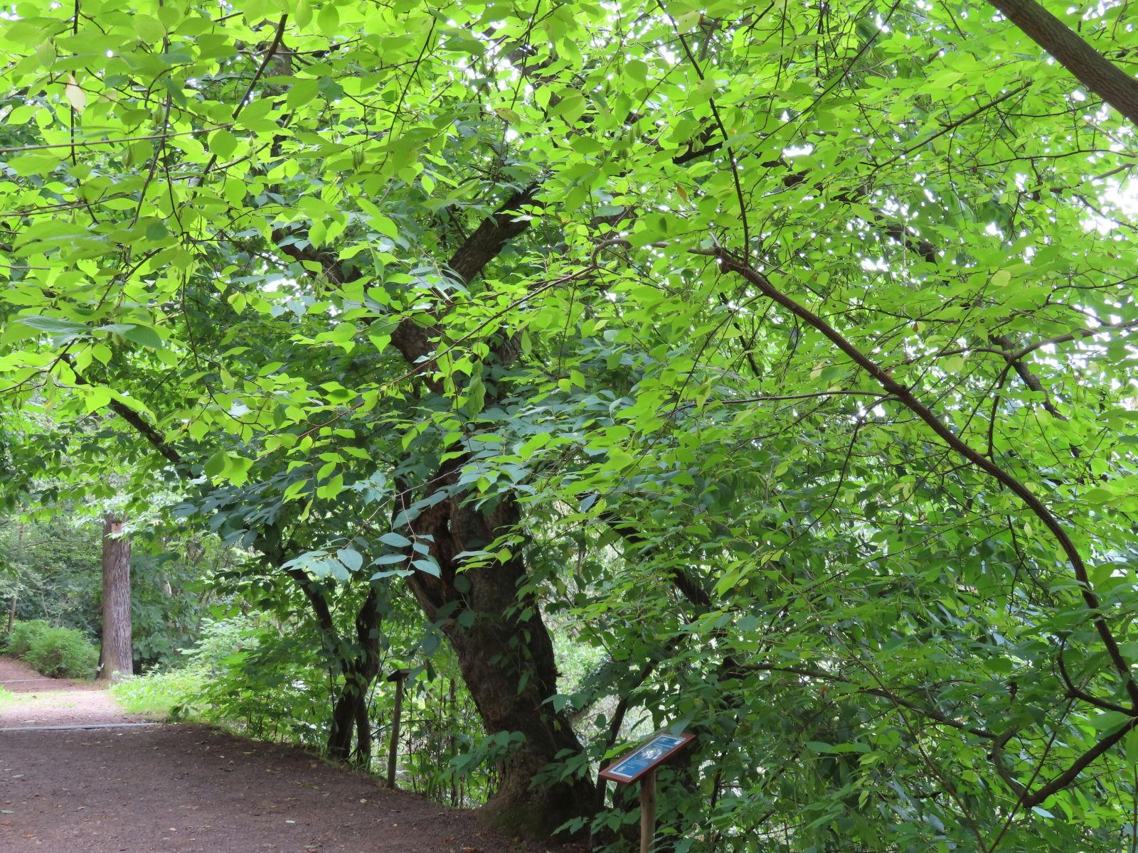SD037_Sommeraspekt des Schneeglöckchenbaums im Forstbotanischen Garten (05/2022)