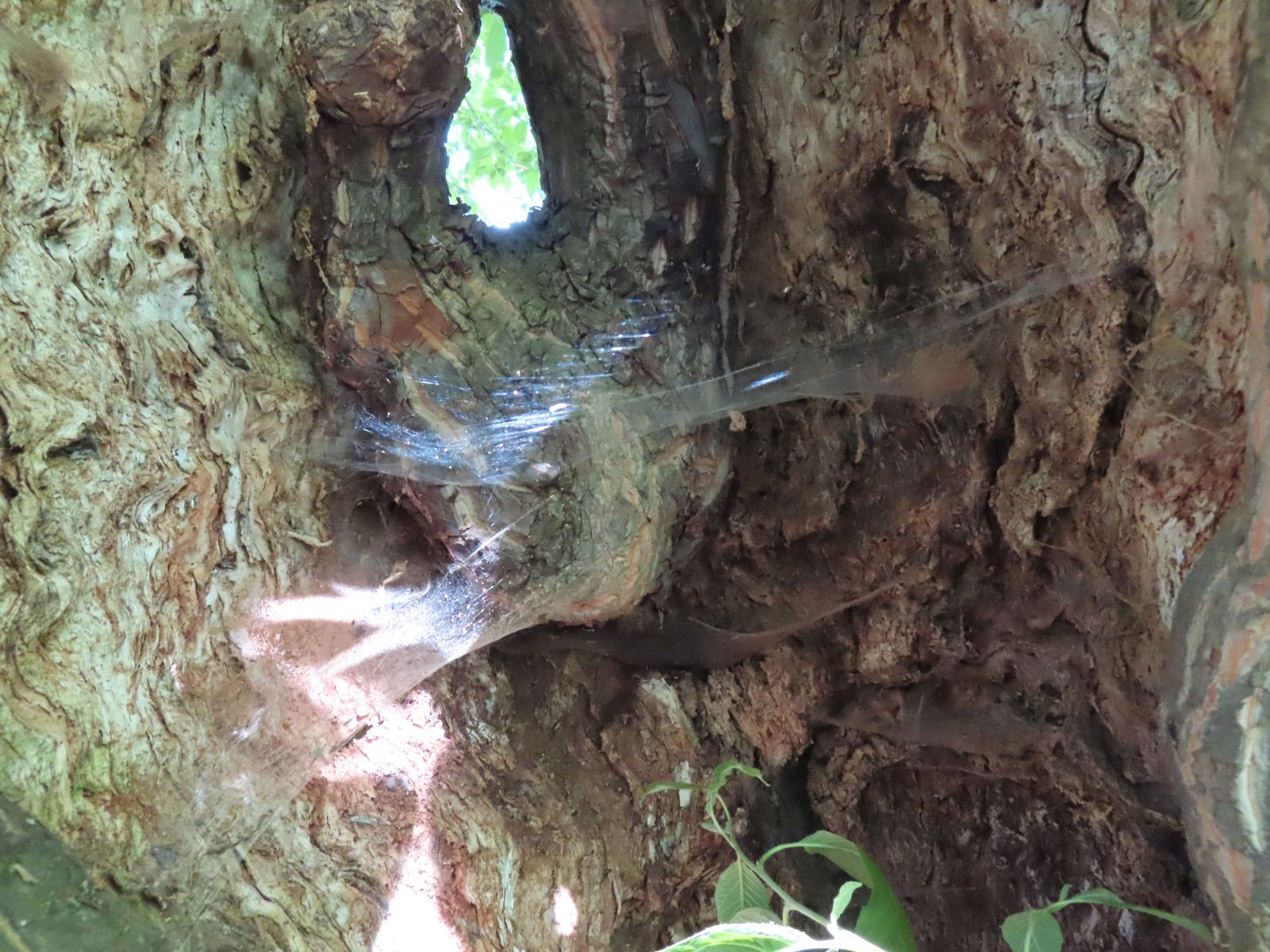 SD037_Spinnennetze im Schneeglöckchenbaums im Forstbotanischen Garten (05/2022)