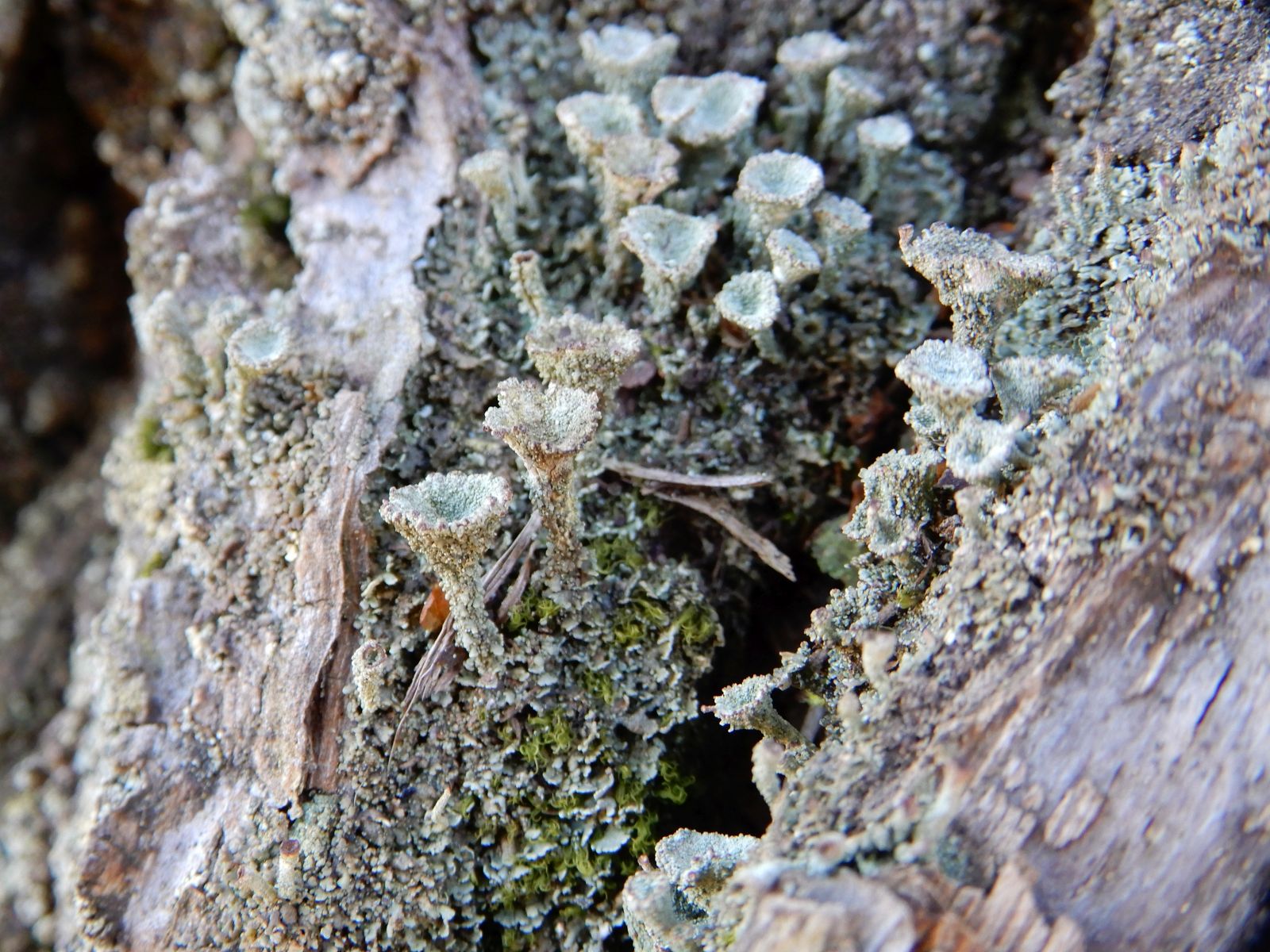Ess-Kastanie im Forstgarten mit Trichterflechte (Cladonia)