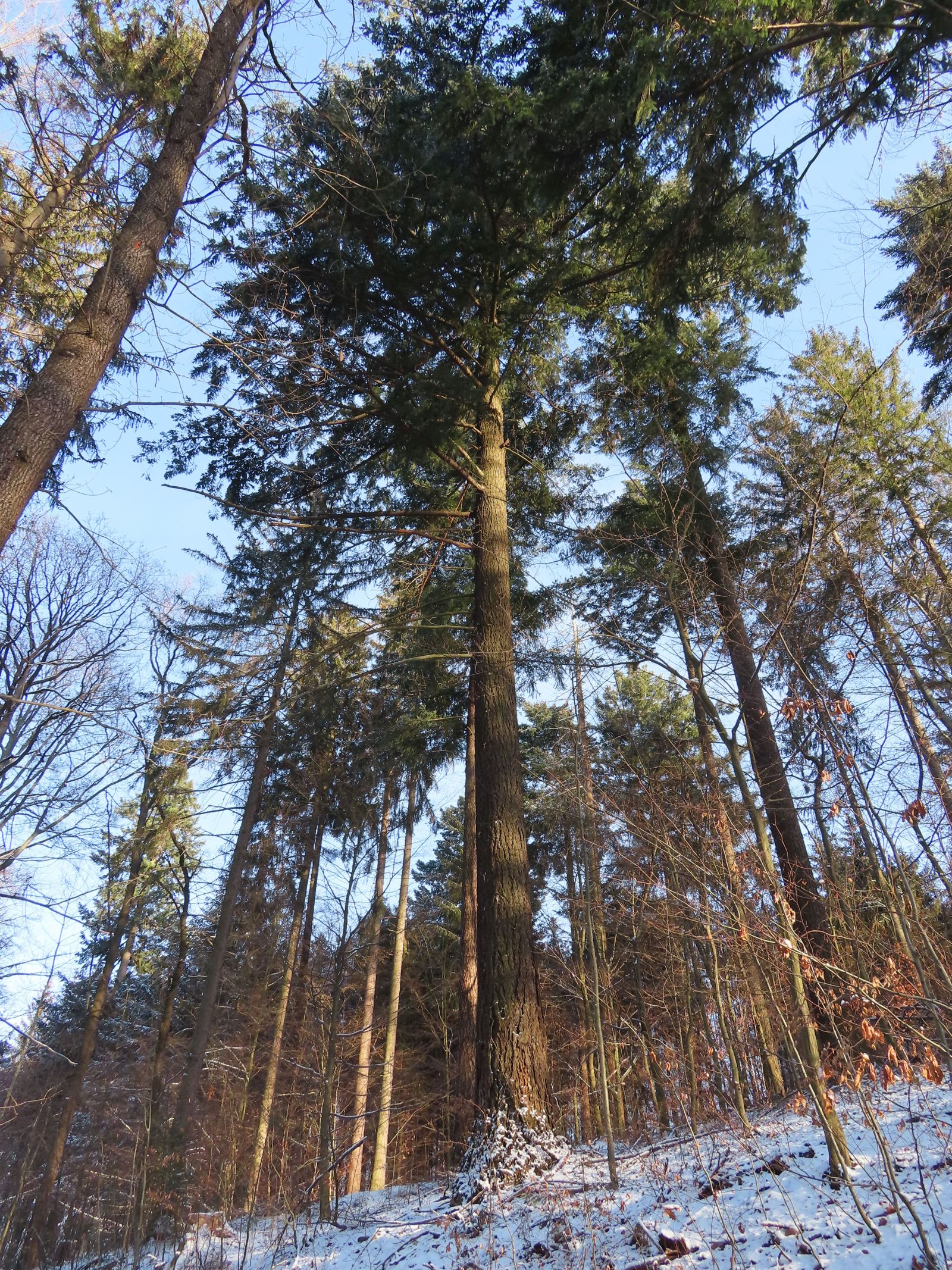 SD061_Küstendouglasia an den Weißeritzhängen (03/2022)