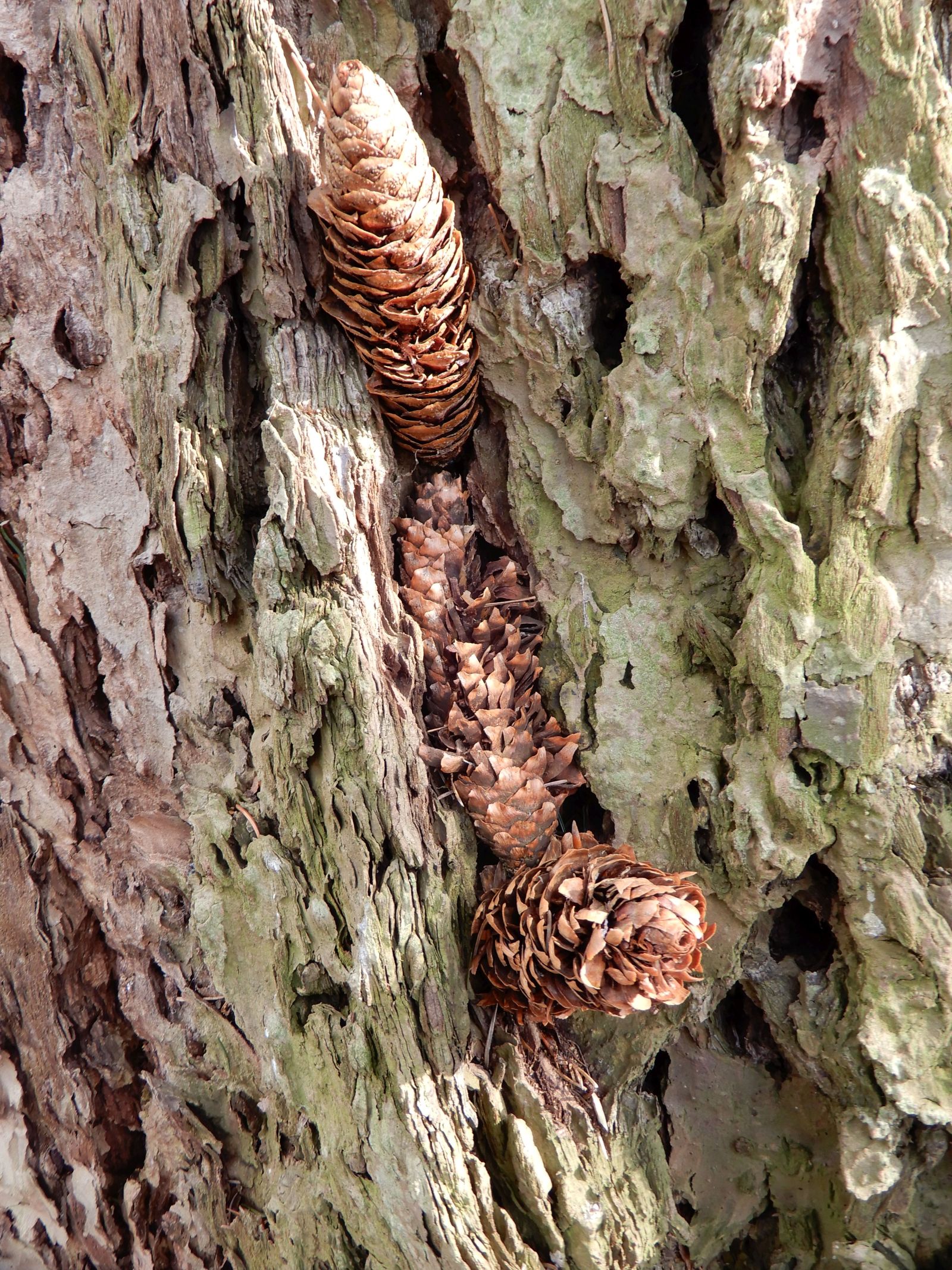 SD061_Küstendouglasia an den Weißeritzhängen_Spechtschmiede (09/2023)