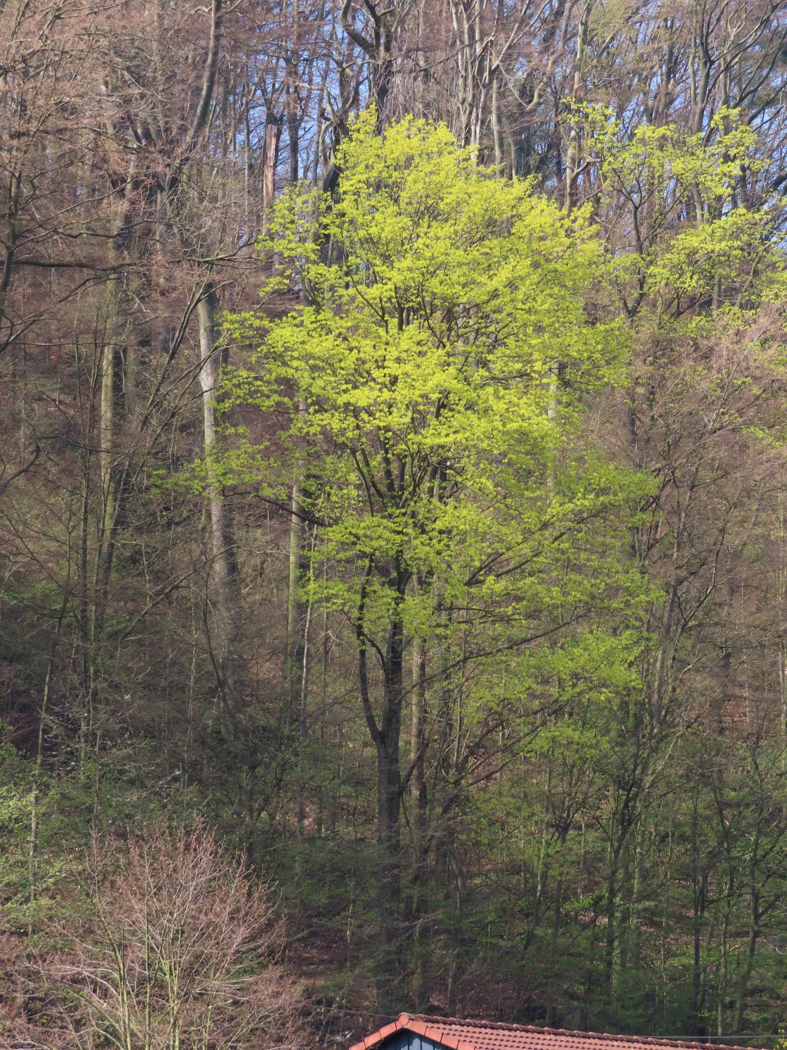 SD083_Spitz-Ahorn am Hang über der Wilden Weißeritz, Tharandt (04/2022)
