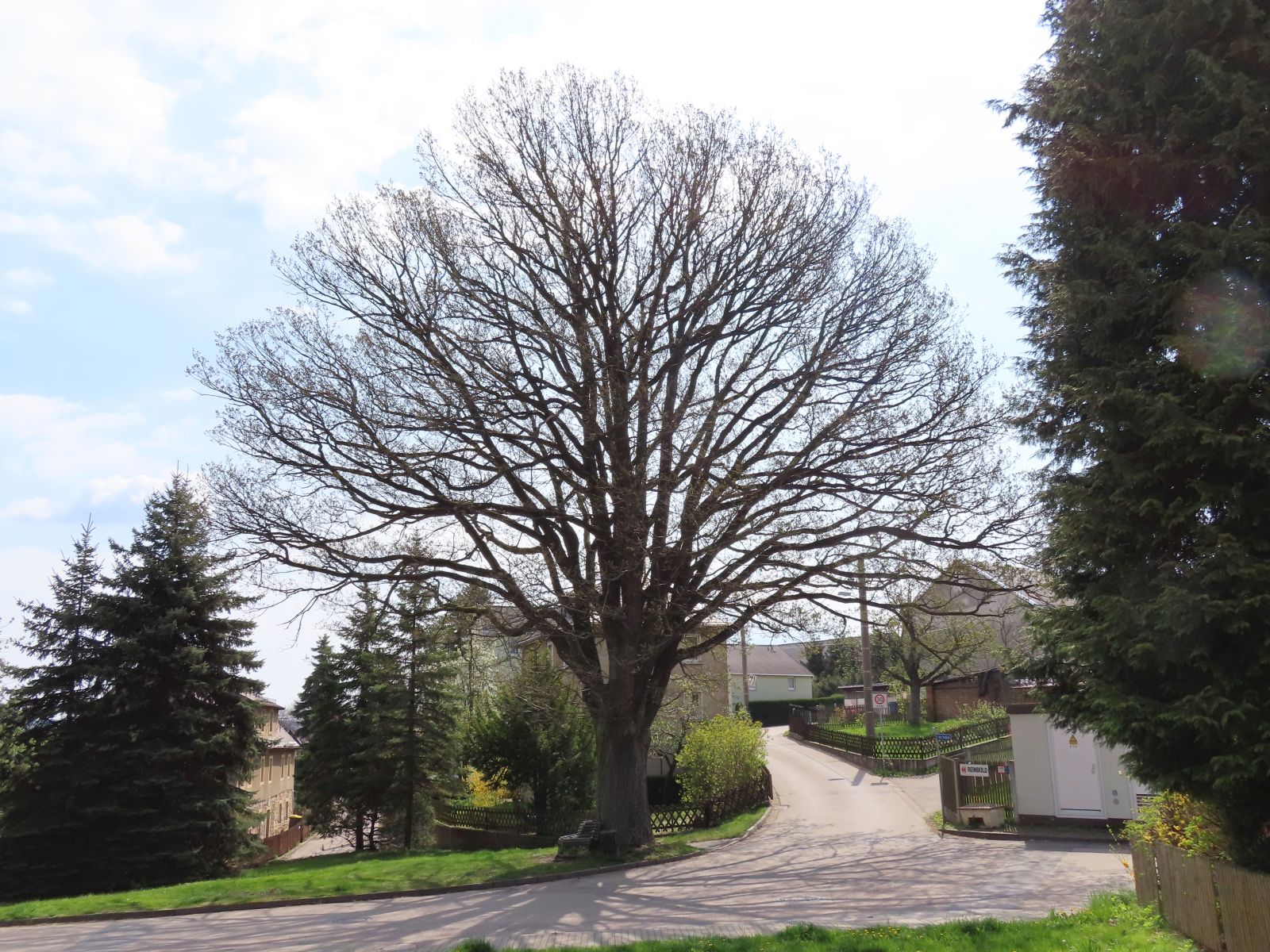 wrk066/SD092_Traubeneiche in der Ortsmitte Somsdorf (2022/04)