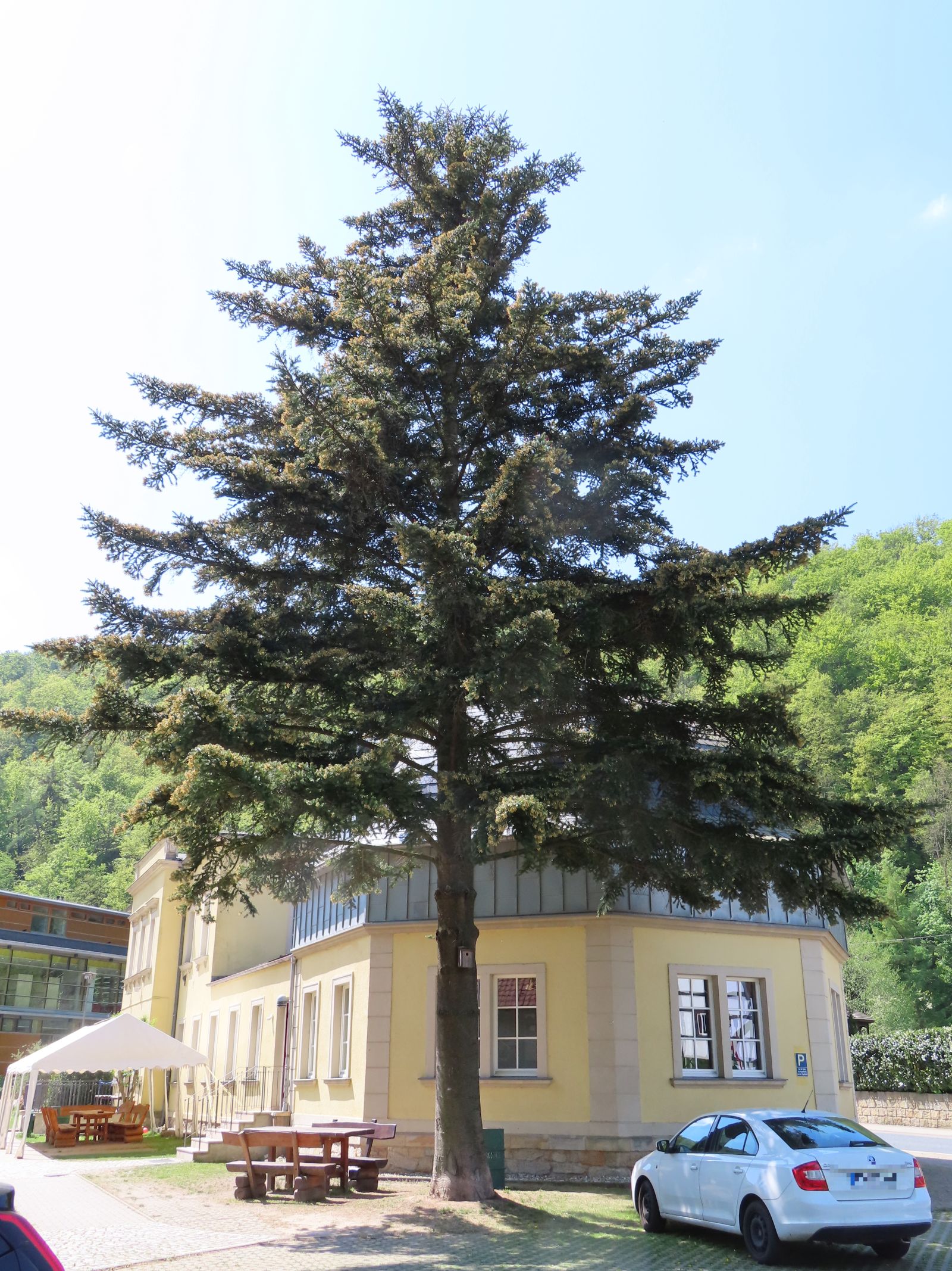 SD105_Nikko-Tanne an der Kuppelhalle Tharandt (05/2022)