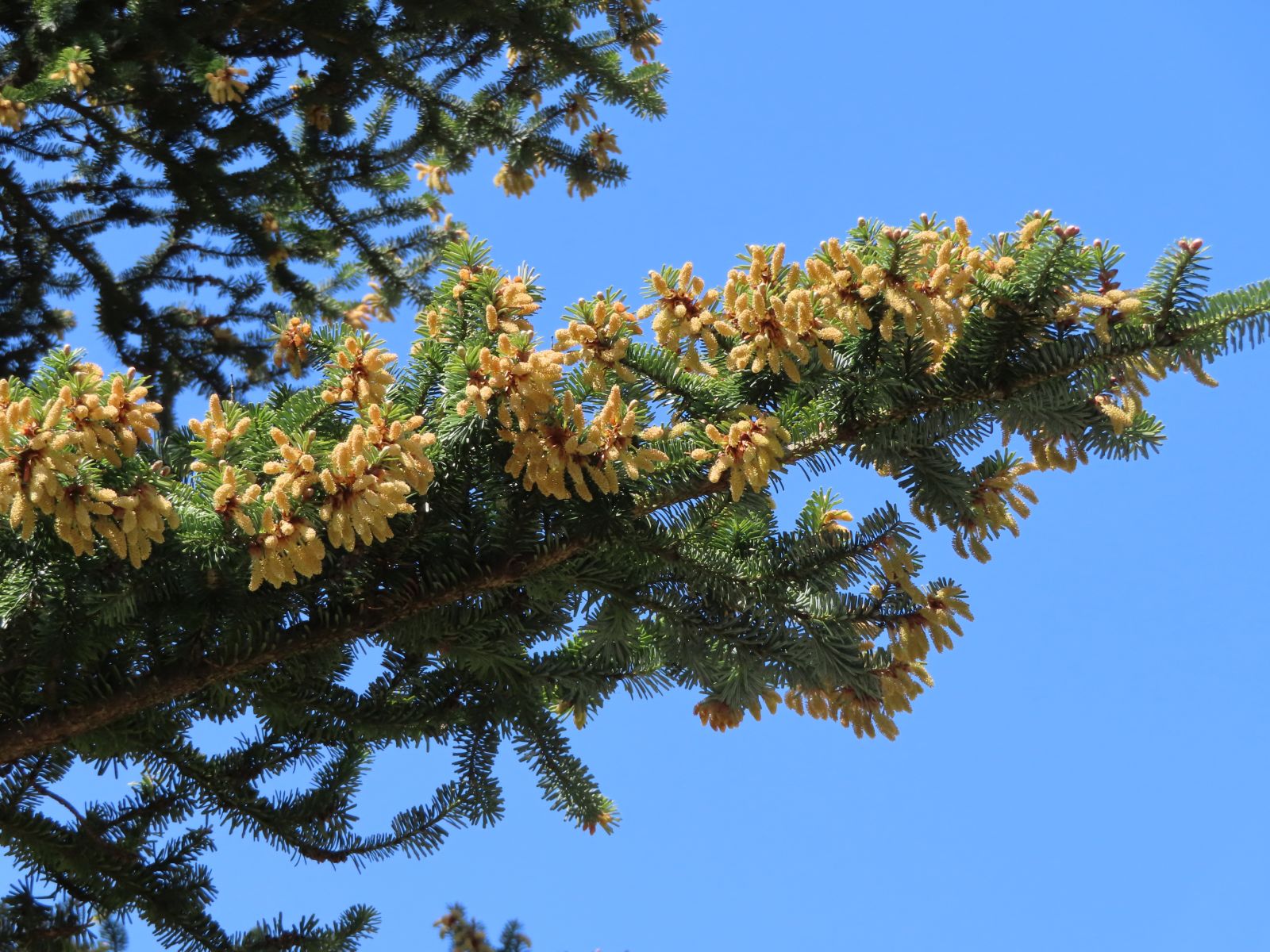 SD105_Nikko-Tanne an der Kuppelhalle Tharandt_Blüten (07/2022)