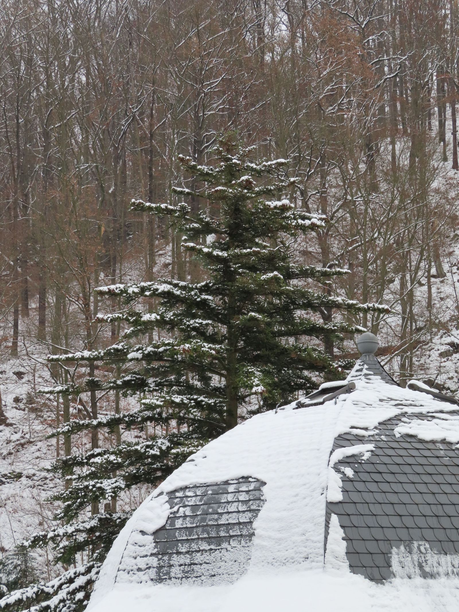 SD105_Winteraspekt der Nikko-Tanne an der Kuppelhalle Tharandt (12/2022)