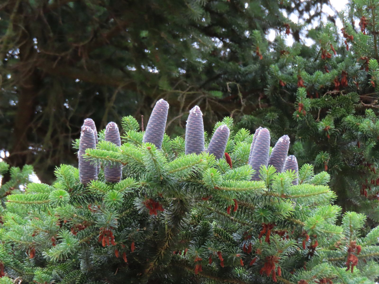 SD105_Nikko-Tanne an der Kuppelhalle Tharandt_Zapfen (07/2022)