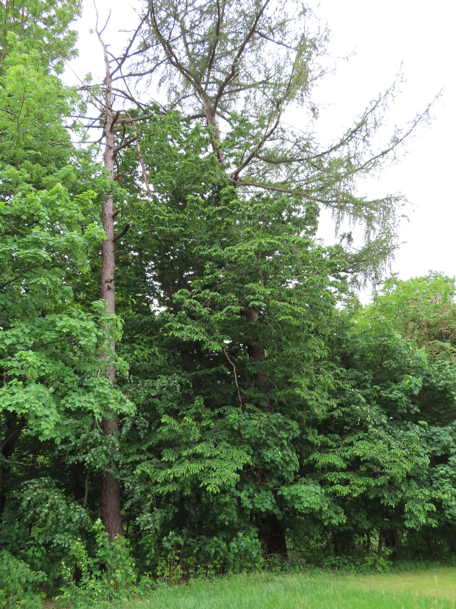 SD113_Lärche an der Schäferei Klingenberg (2022/05)