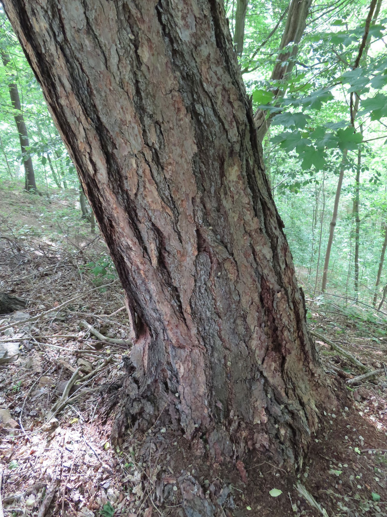 SD113_Lärche an der Schäferei Klingenberg_Stamm (2022/05)