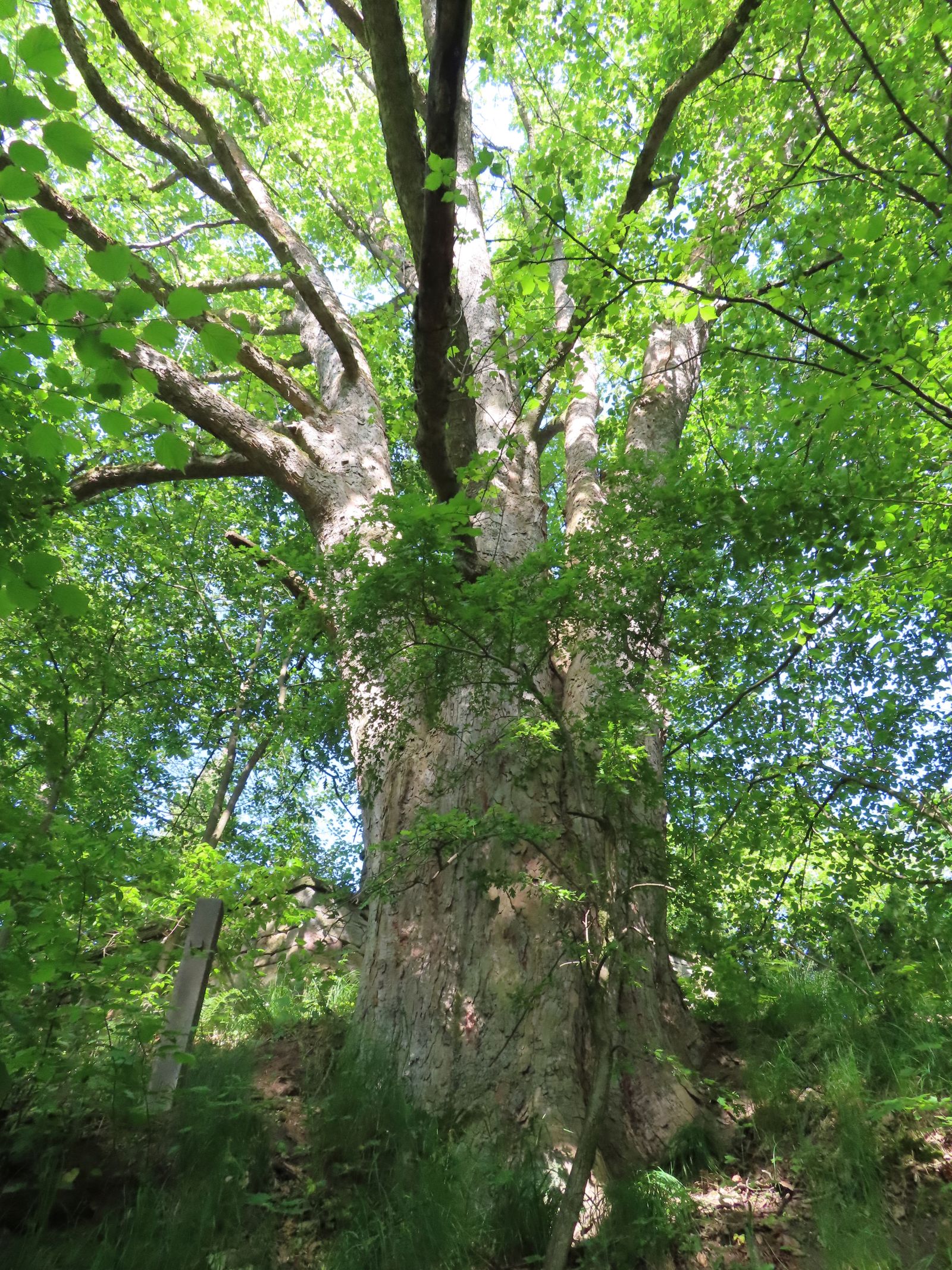 SD124_Berg-Ahorn am Schloss Grillenburg (06/2022)