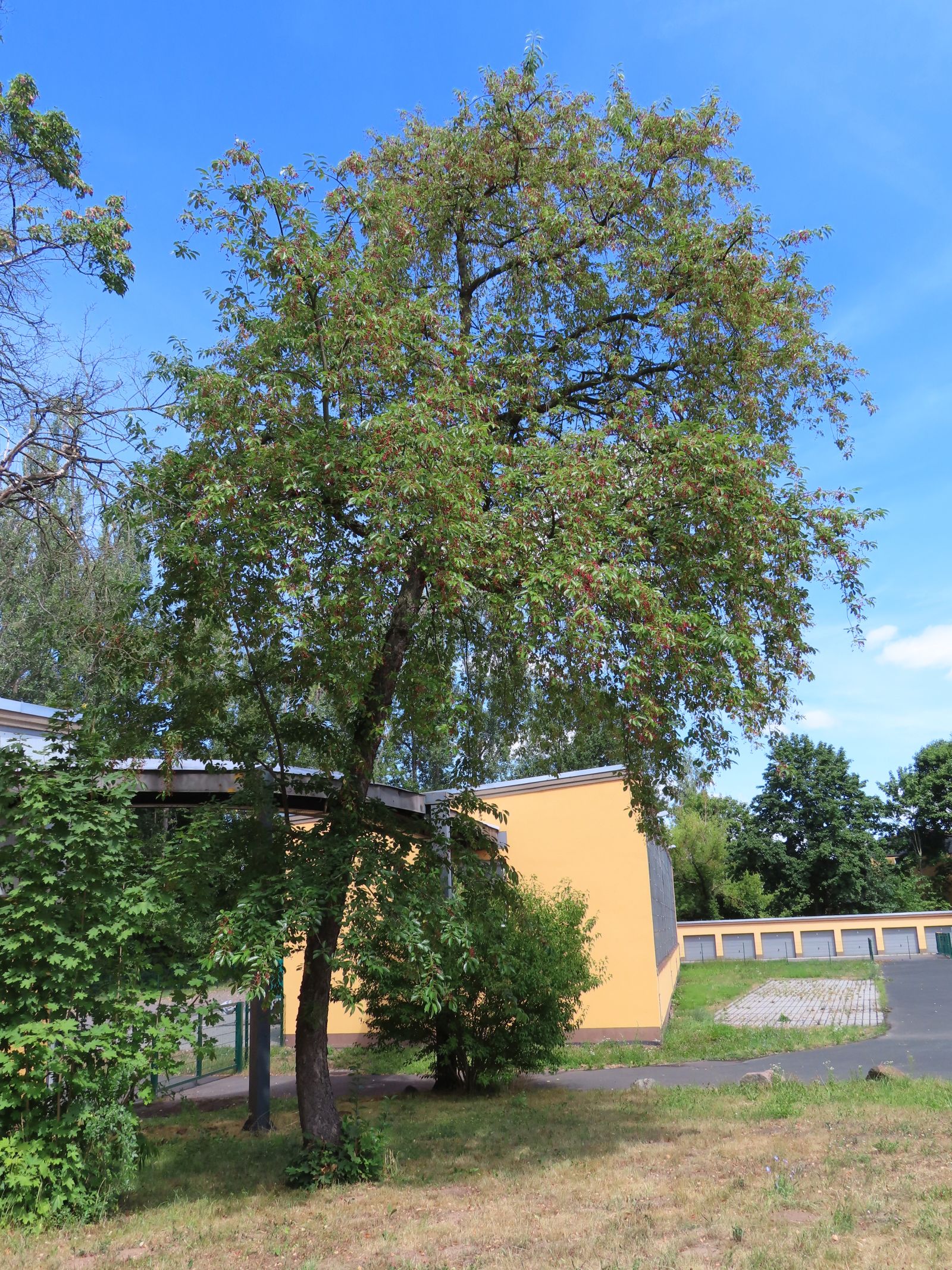SD147_Sommeraspekt der Späten Traubenkirsche in Kreischa (08/2022)
