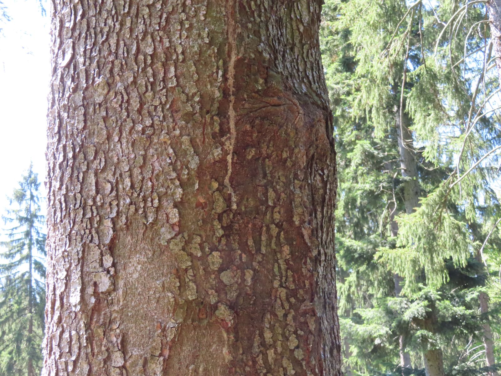 SD148_Weiß-Tanne am Klapperberg_Stamm (08/2022)