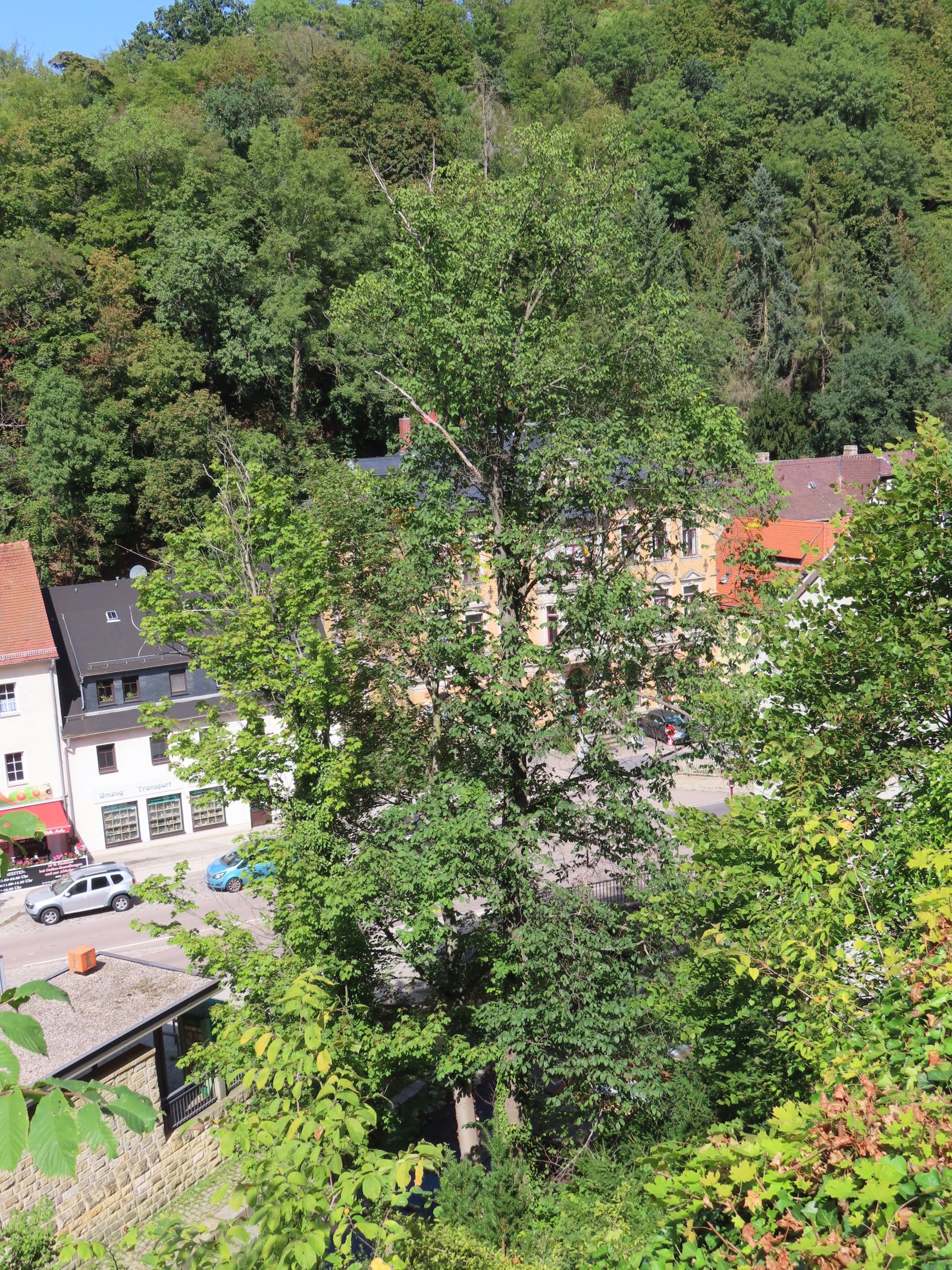 SD150_Versteckte Berg-Ulme in Tharandt (09/2022)
