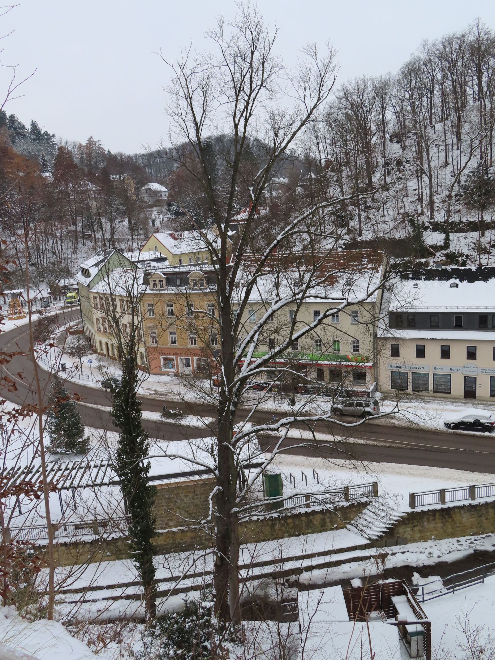 SD150_Winteraspekt der Versteckten Berg-Ulme in Tharandt (12/2022)
