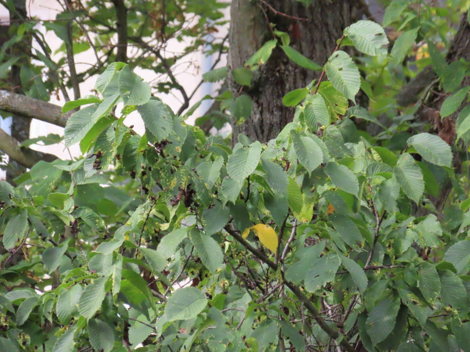 SD150_Versteckte Berg-Ulme in Tharandt (08/2022)