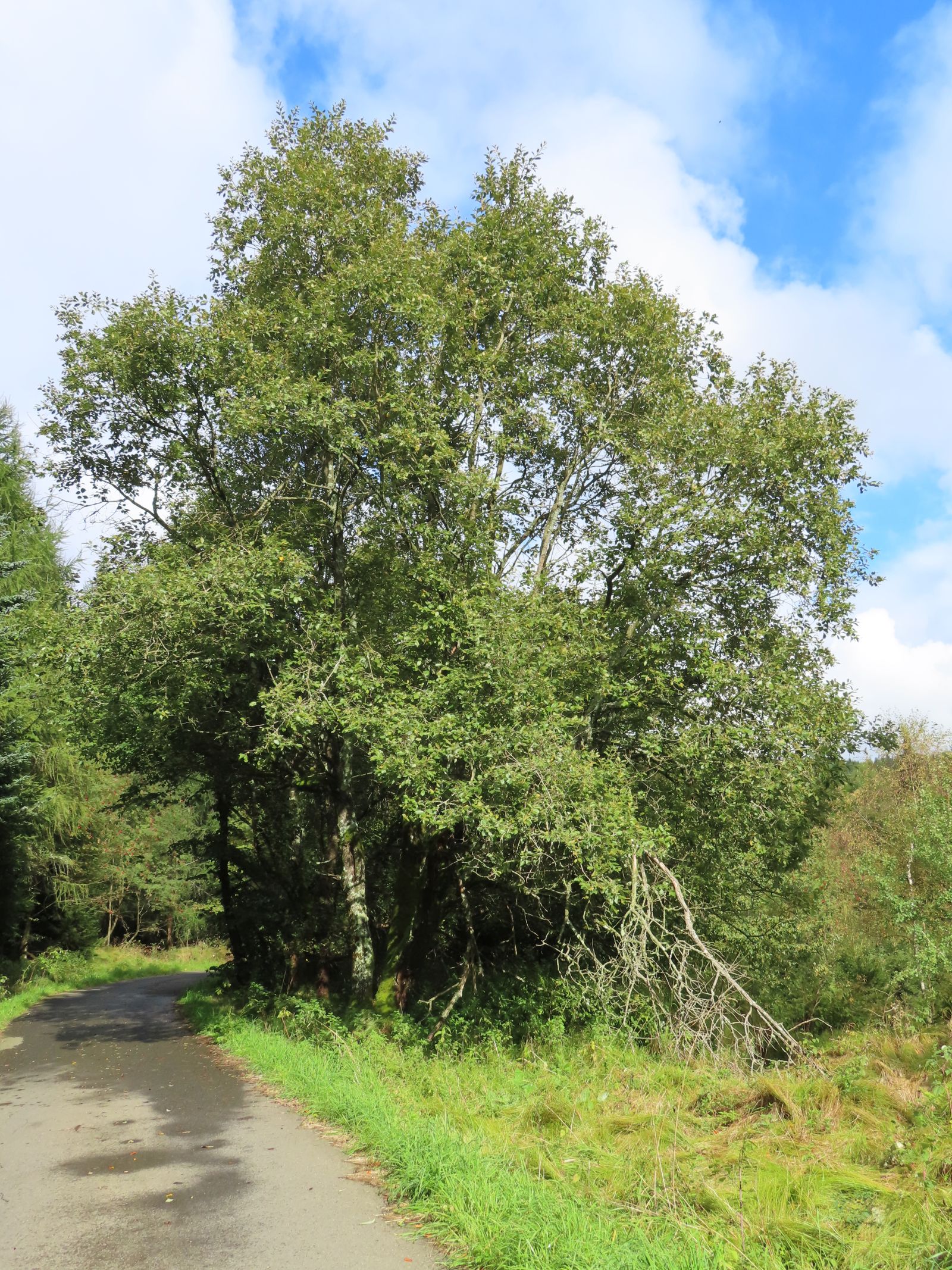 SD153_Salweide bei Zinnwald (09/2022)