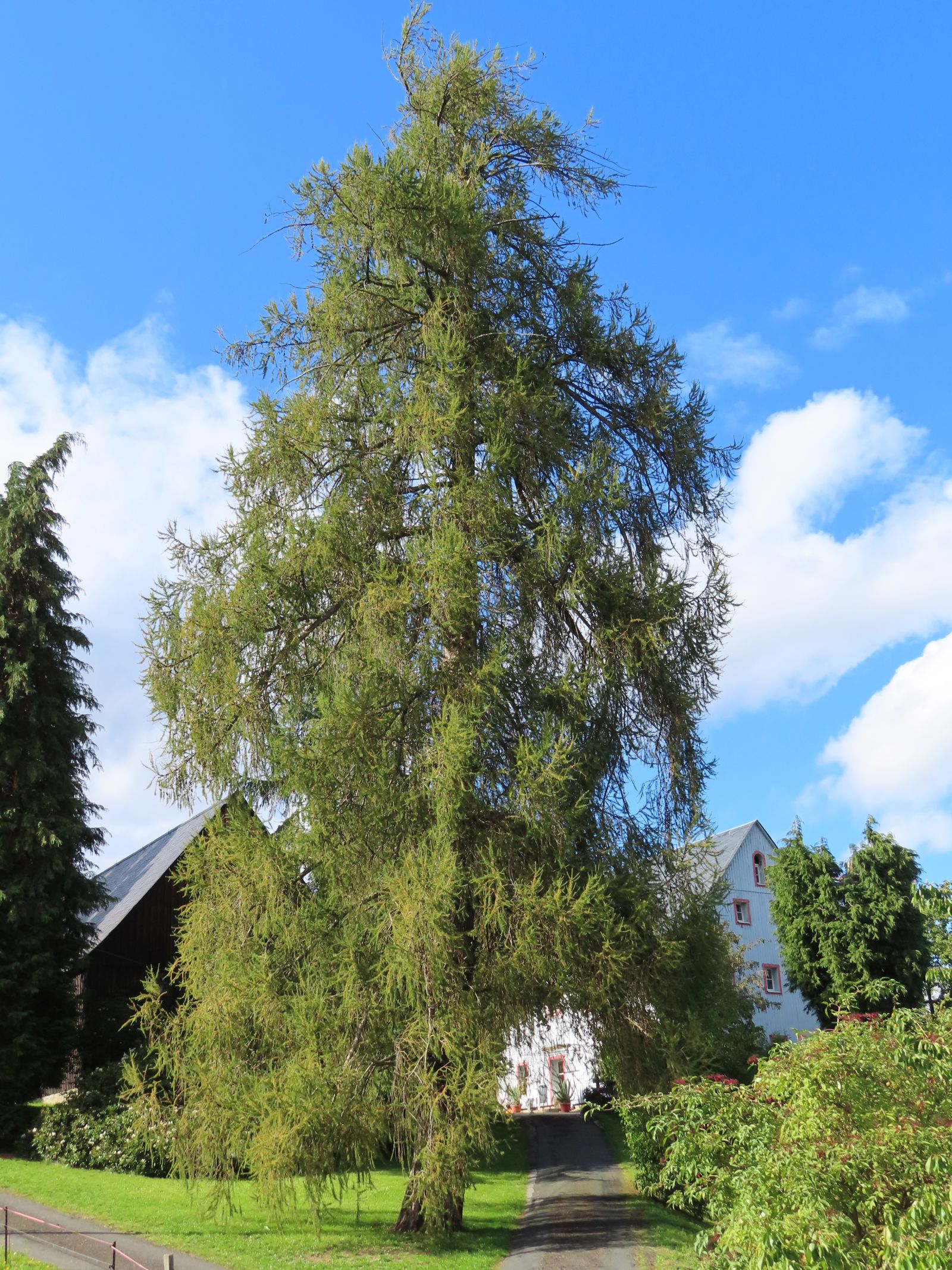 SD157_Lärche vor der ehemaligen Försterei Oberfrauendorf (09/2022)