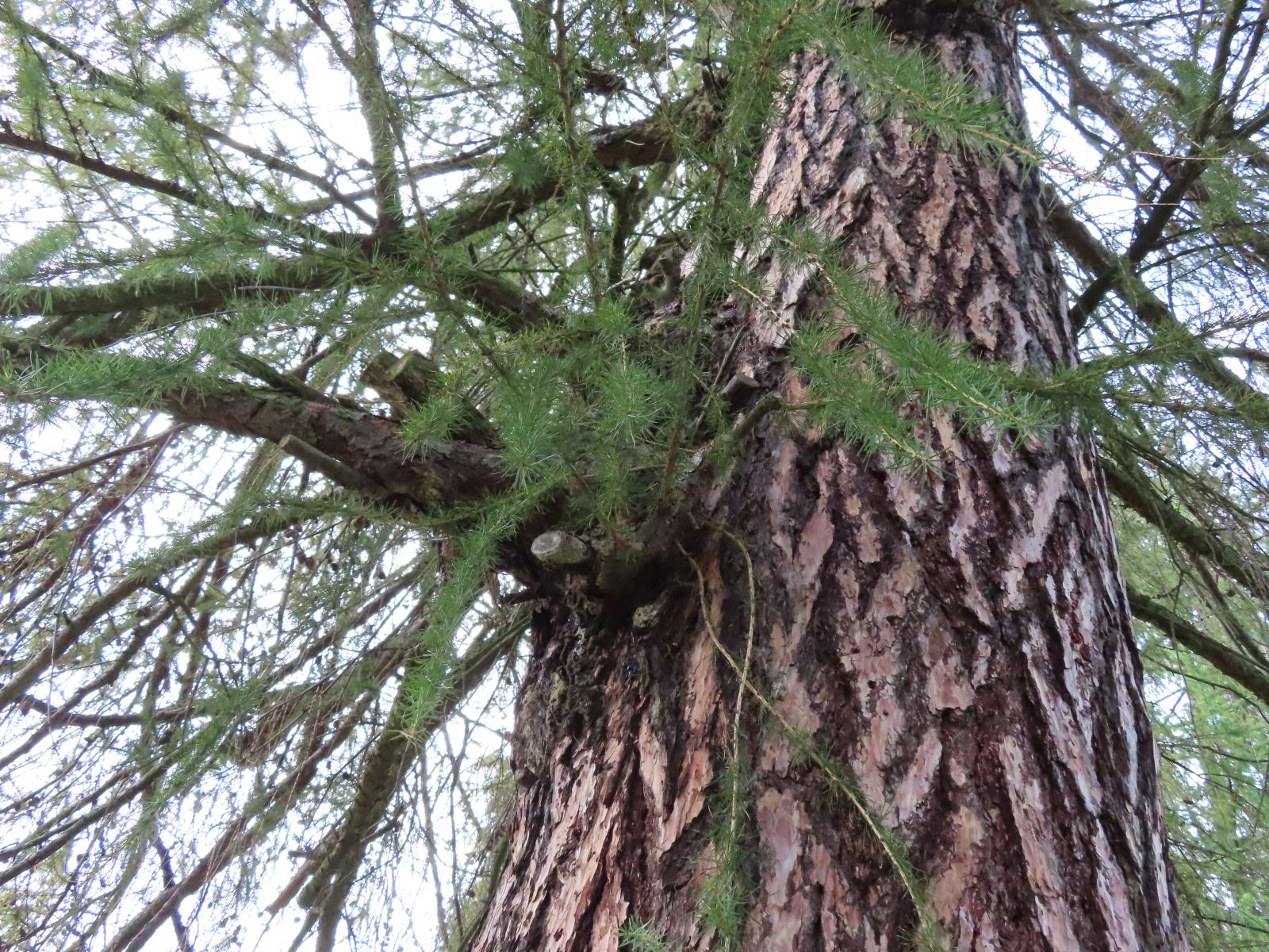 SD157_Lärche vor der ehemaligen Försterei Oberfrauendorf_Aststummel_(09/2022)