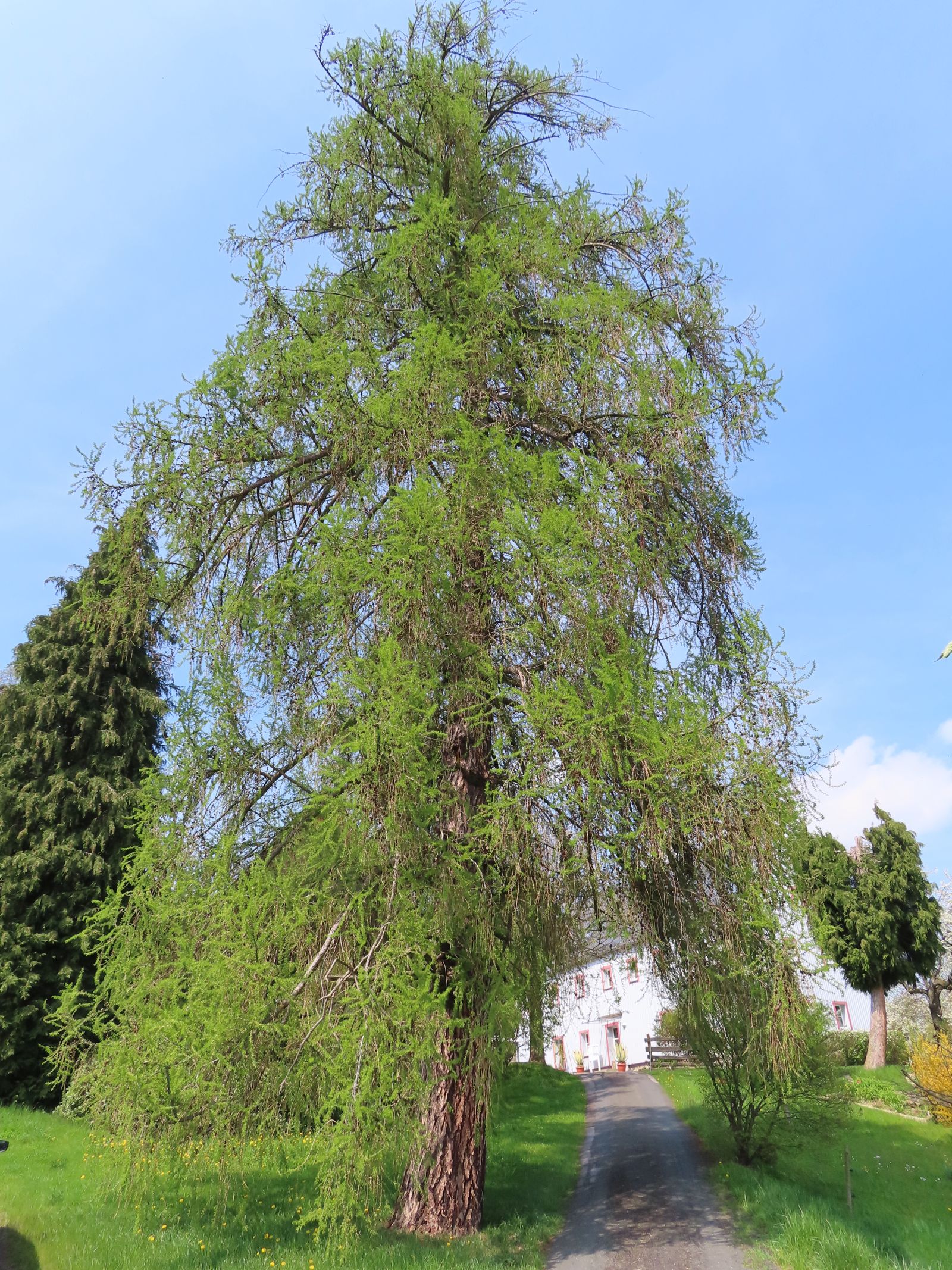 SD157_Frühlingsaspekt der Lärche vor der ehemaligen Försterei Oberfrauendorf (05/2022)