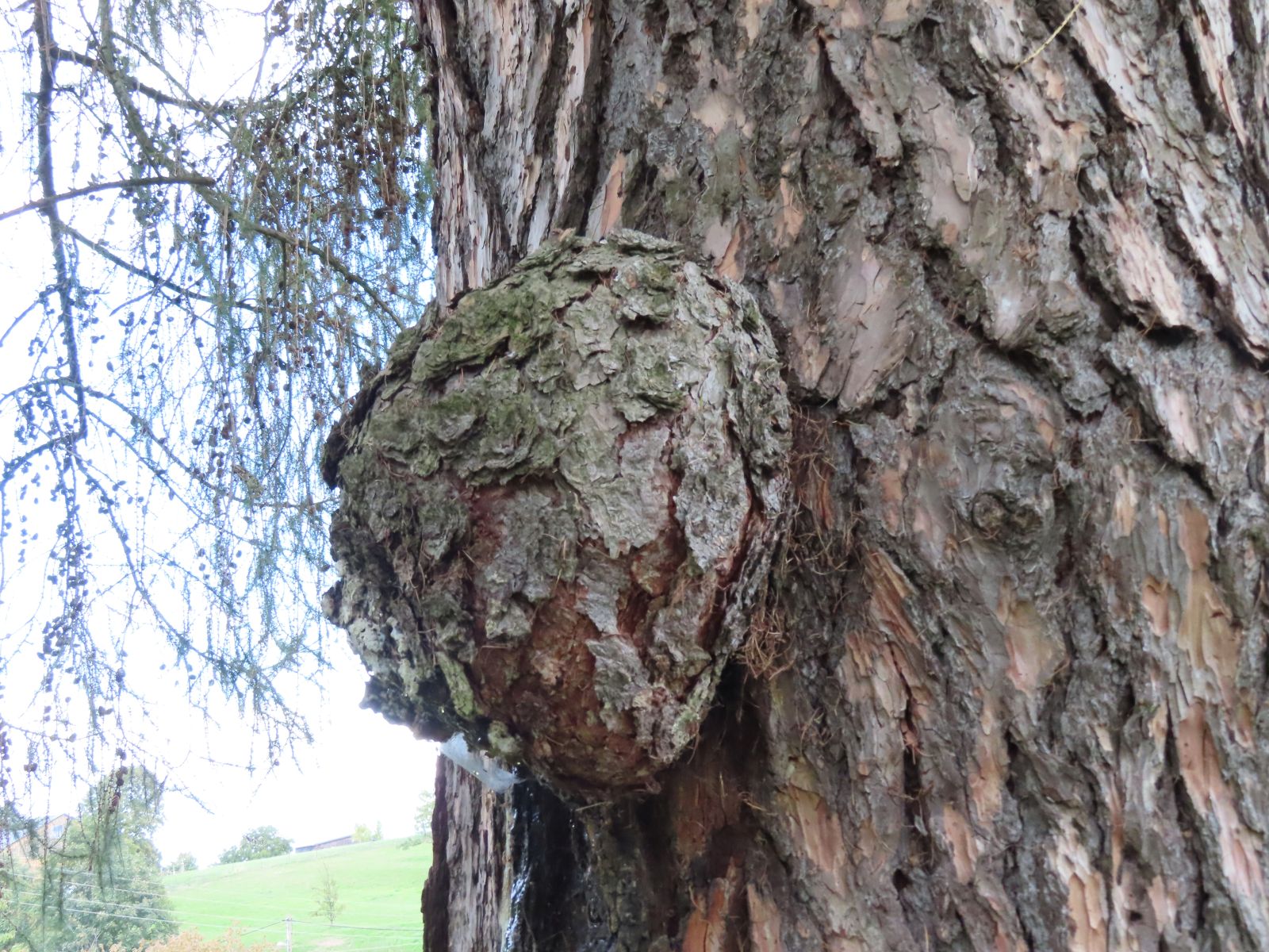 SD157_Lärche vor der ehemaligen Försterei Oberfrauendorf_Tumor_(09/2022)