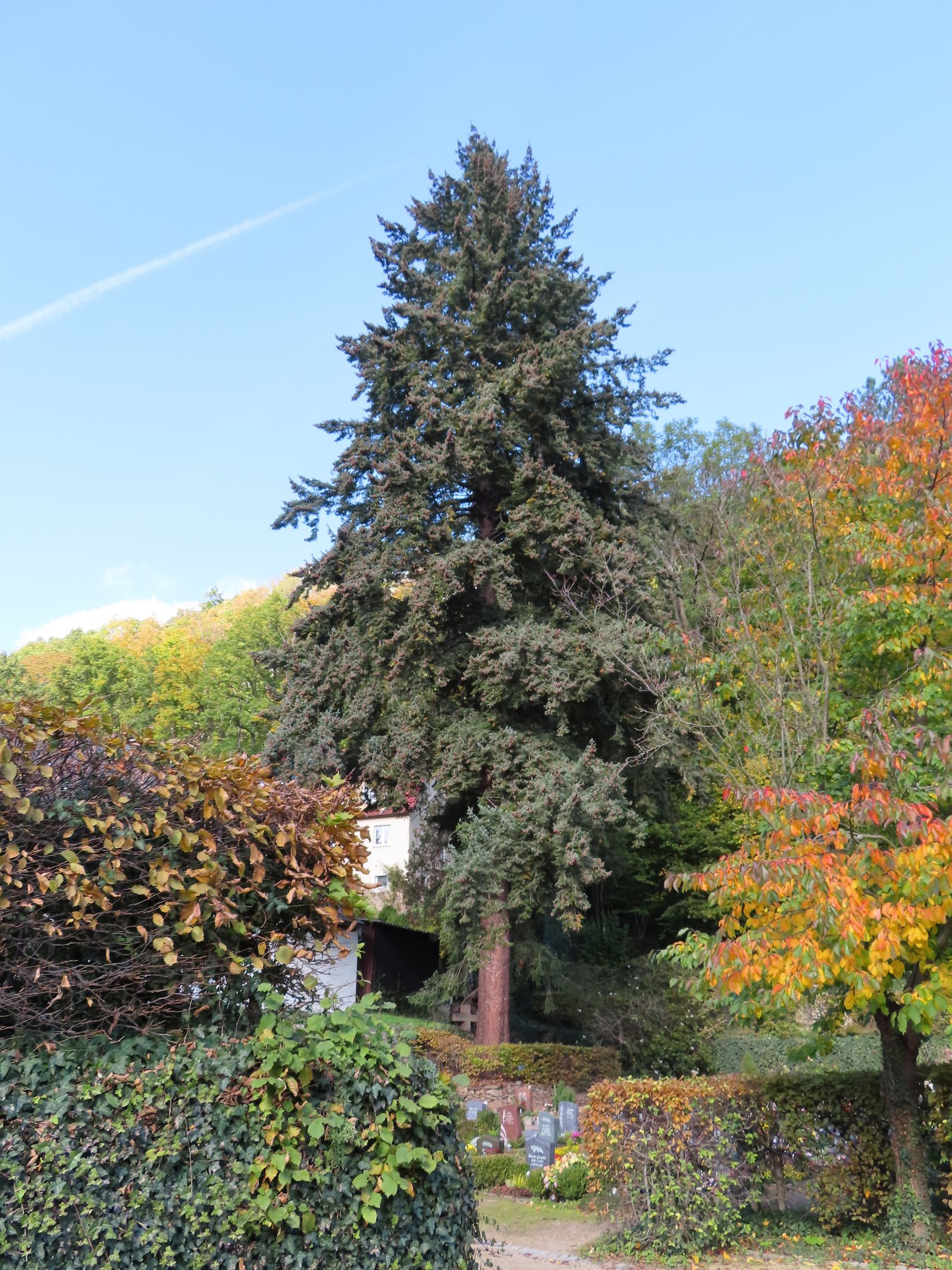 SD160_Douglasie Glashütte (2022)