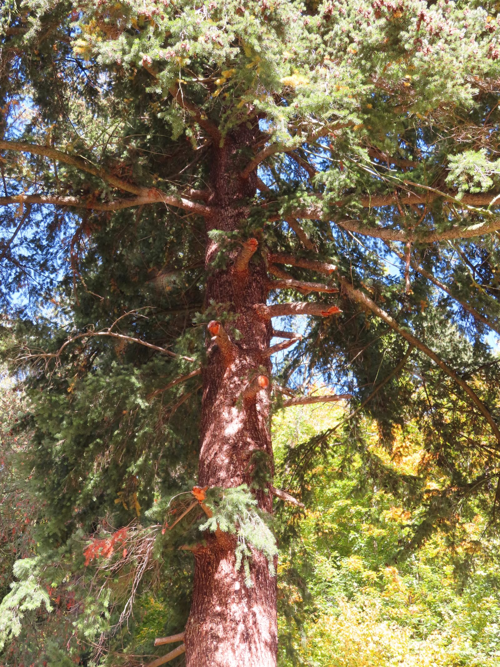 SD160_Douglasie Glashütte_Aststummel (2022)