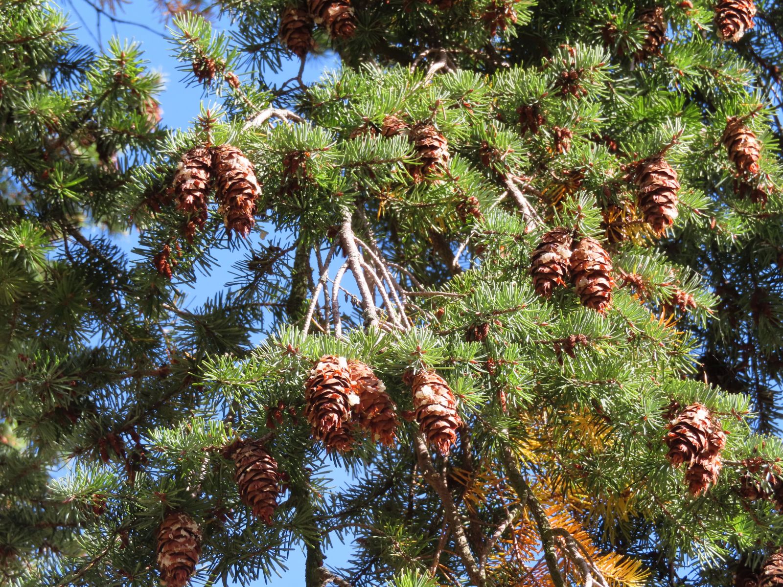 SD160_Douglasie Glashütte_Zapfen (2022)