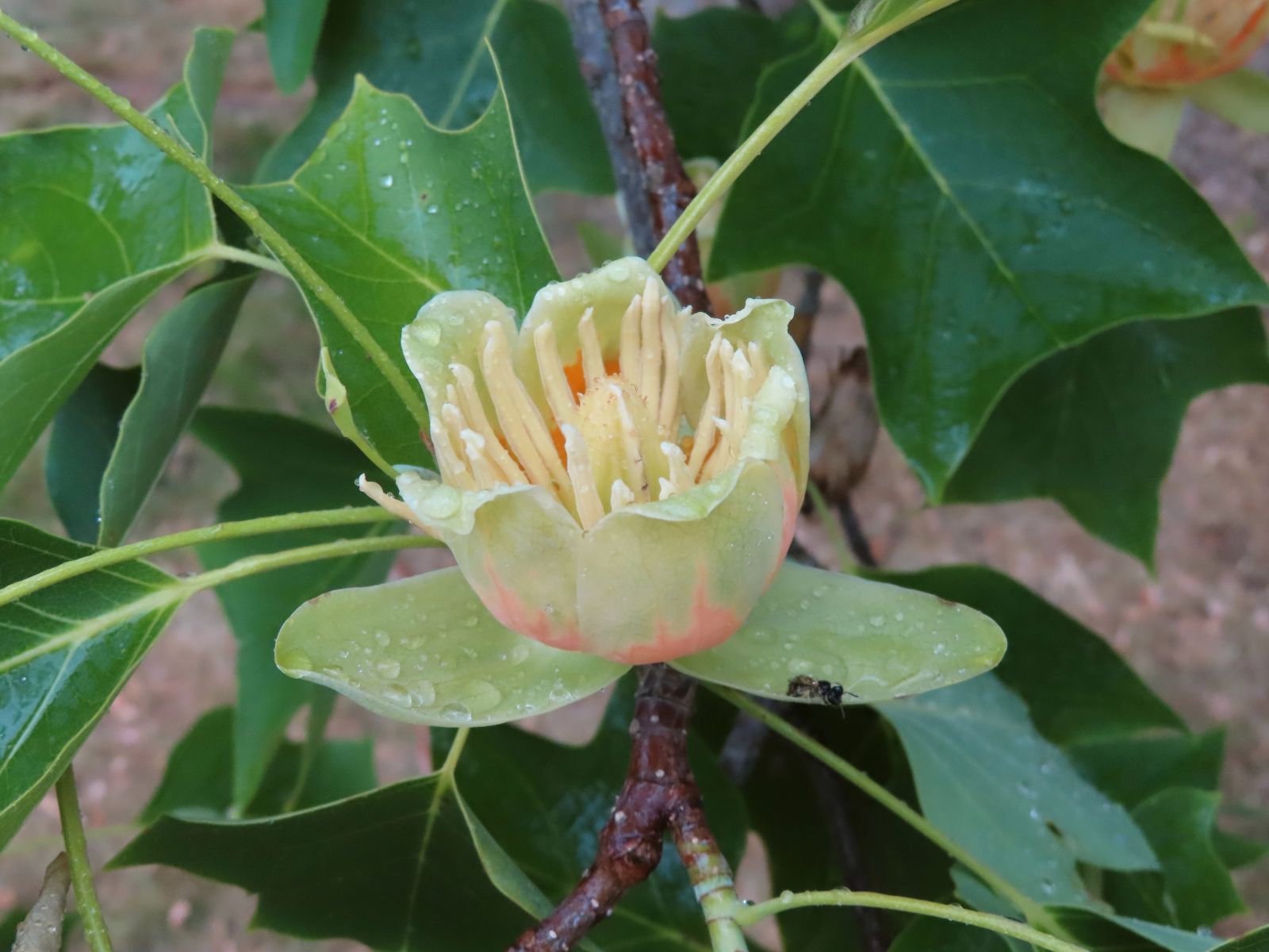 SD166_Tulpenbaum im Schlosspark Reichstädt_Blüte_(06/2022)